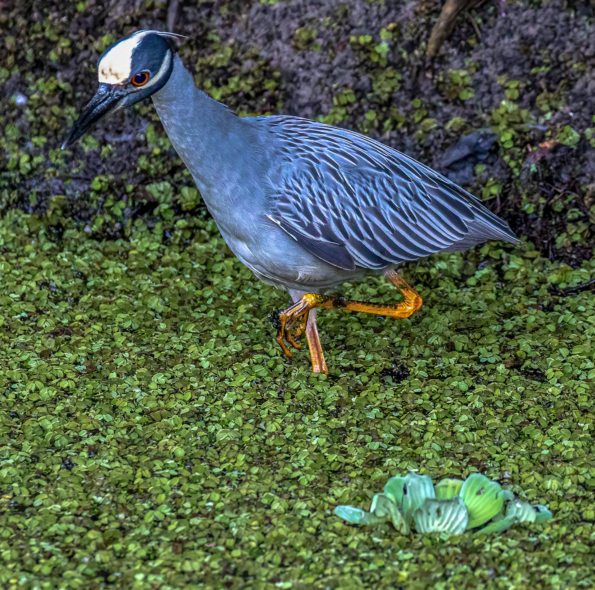 Yellow-Crowned Night Heron