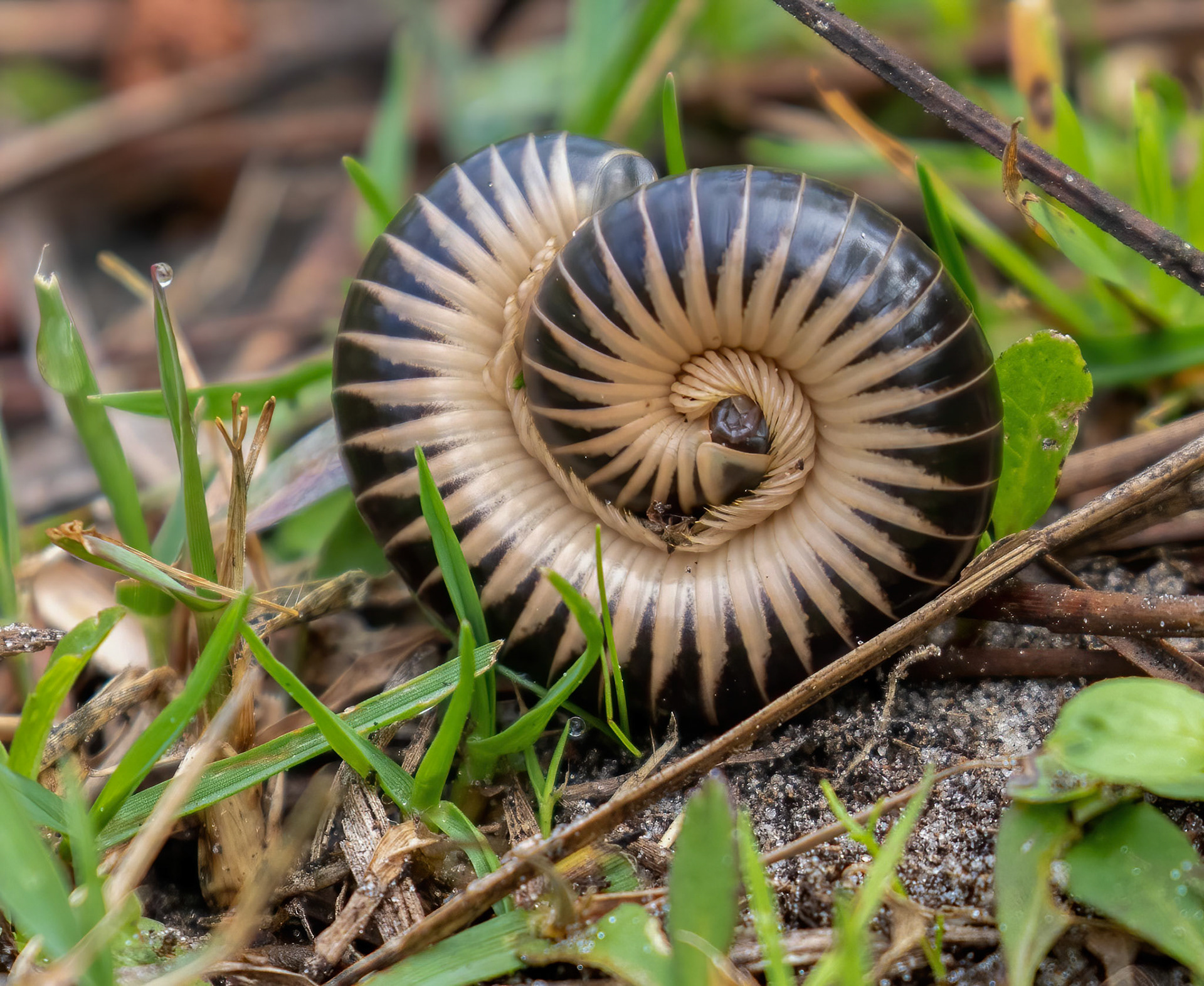Yellow-banded Millipede in defensive posture