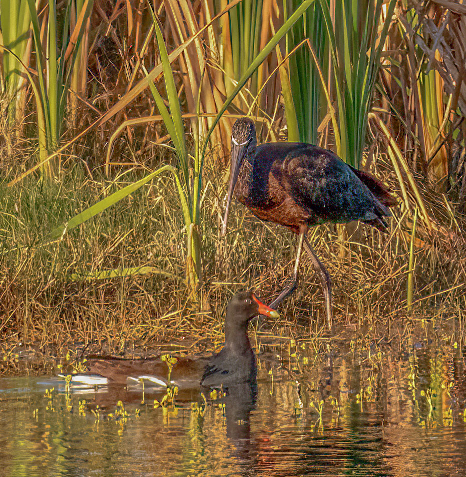 Glossy Ibis & Common Gallinule