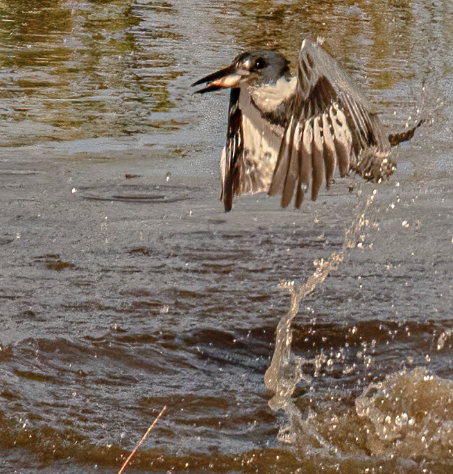 Belted Kingfisher - sequence
