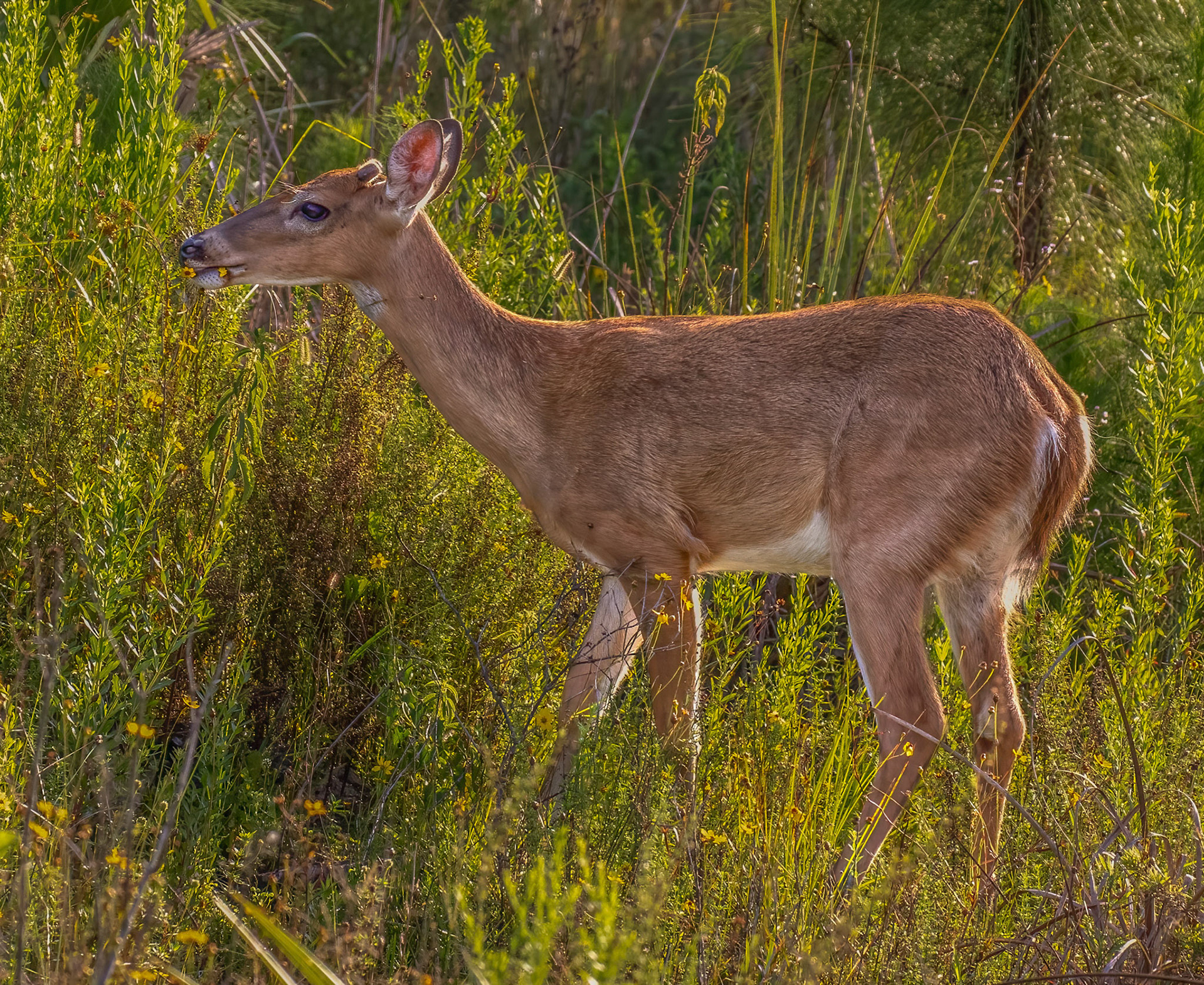 White-tailed Deer - Young Buck