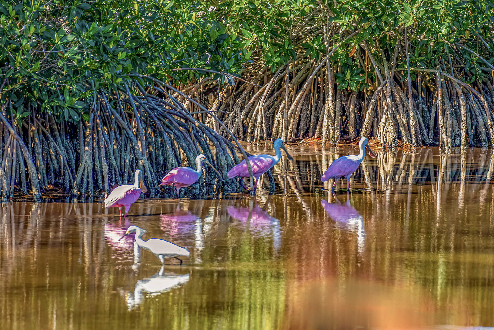 Spoonbills on parade