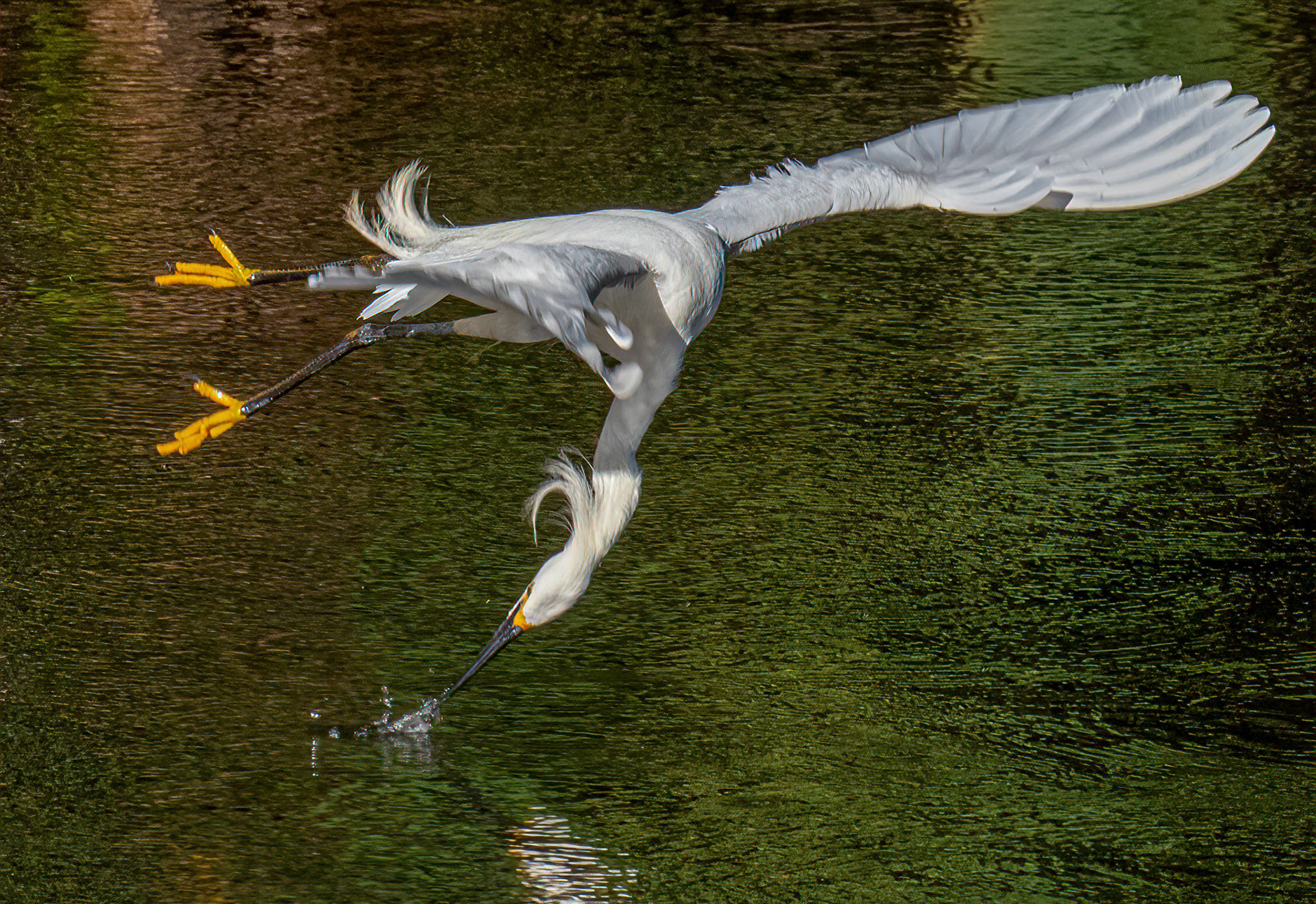 Snowy Egret - Feeding Sequence