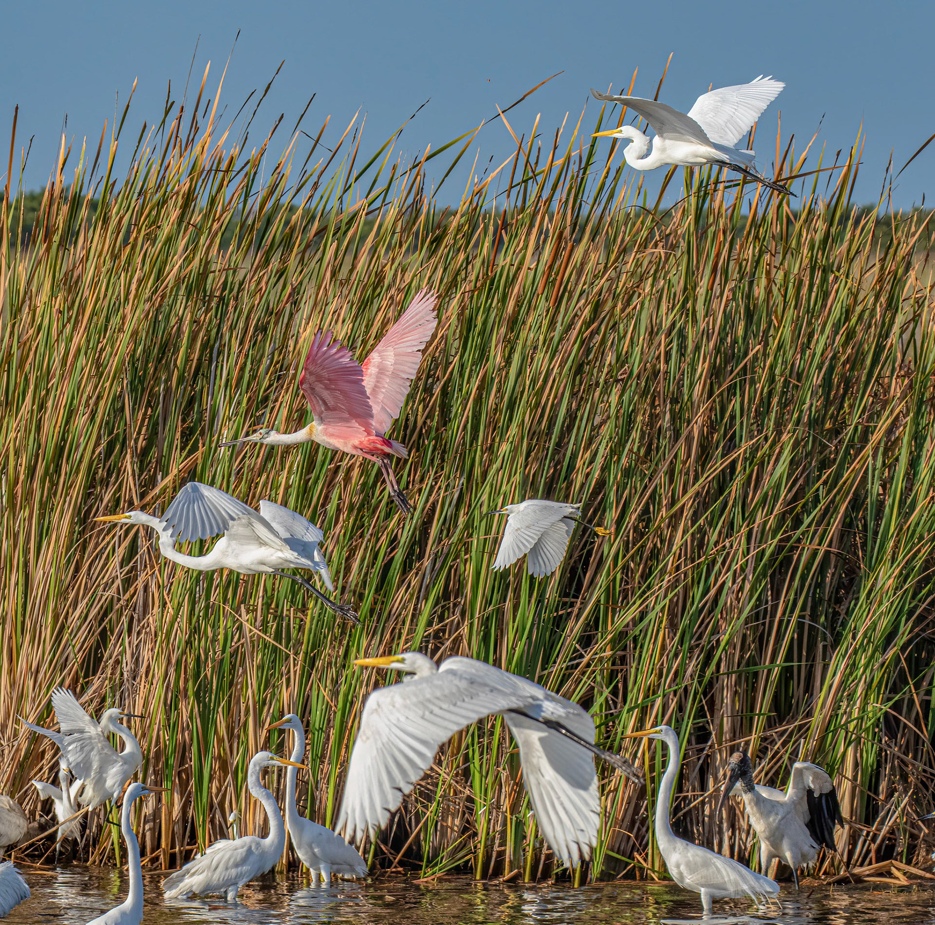 Great Egrets, Rosette Spoonbill, & Snowy Egrets in flight