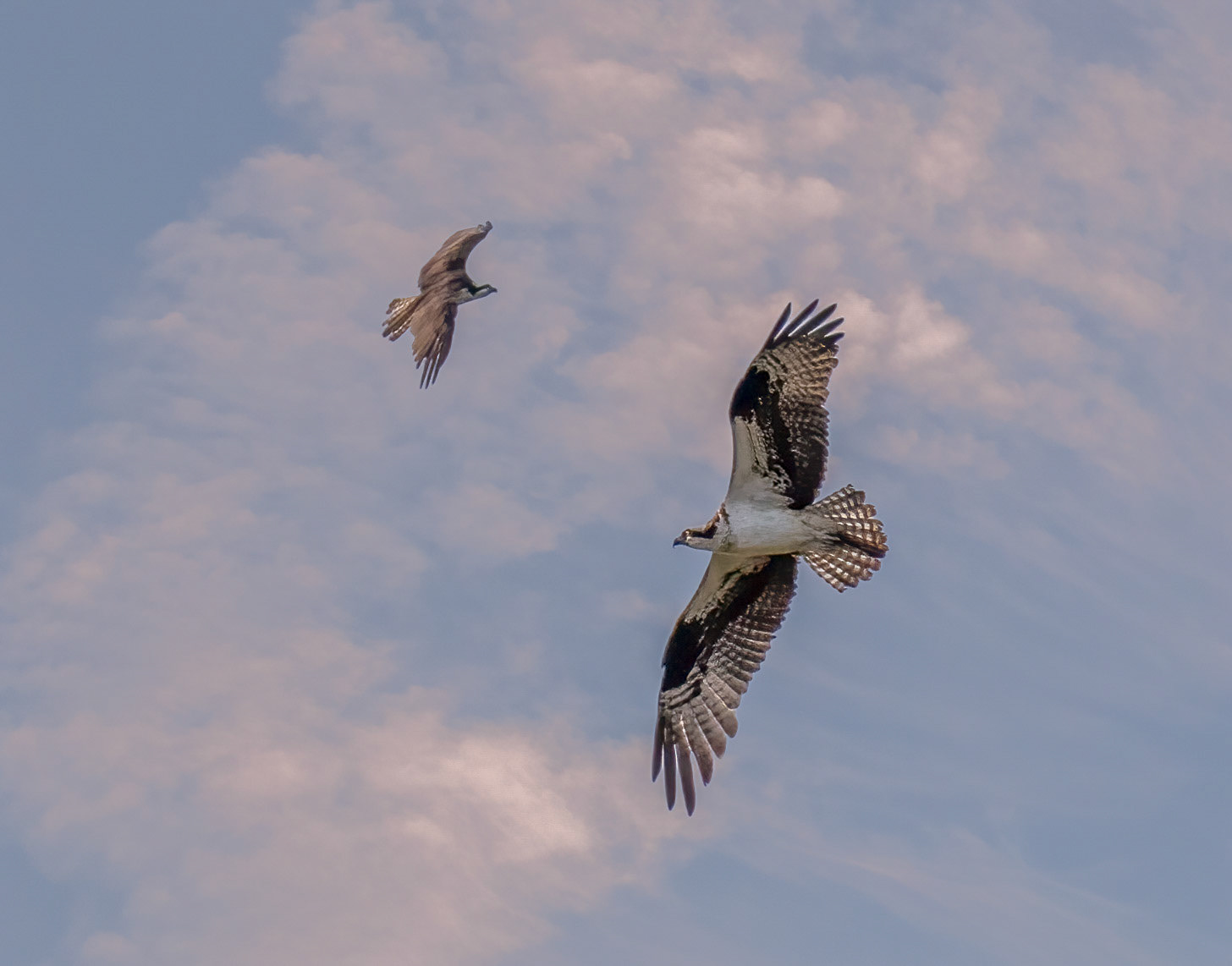 Male & Female foraging together