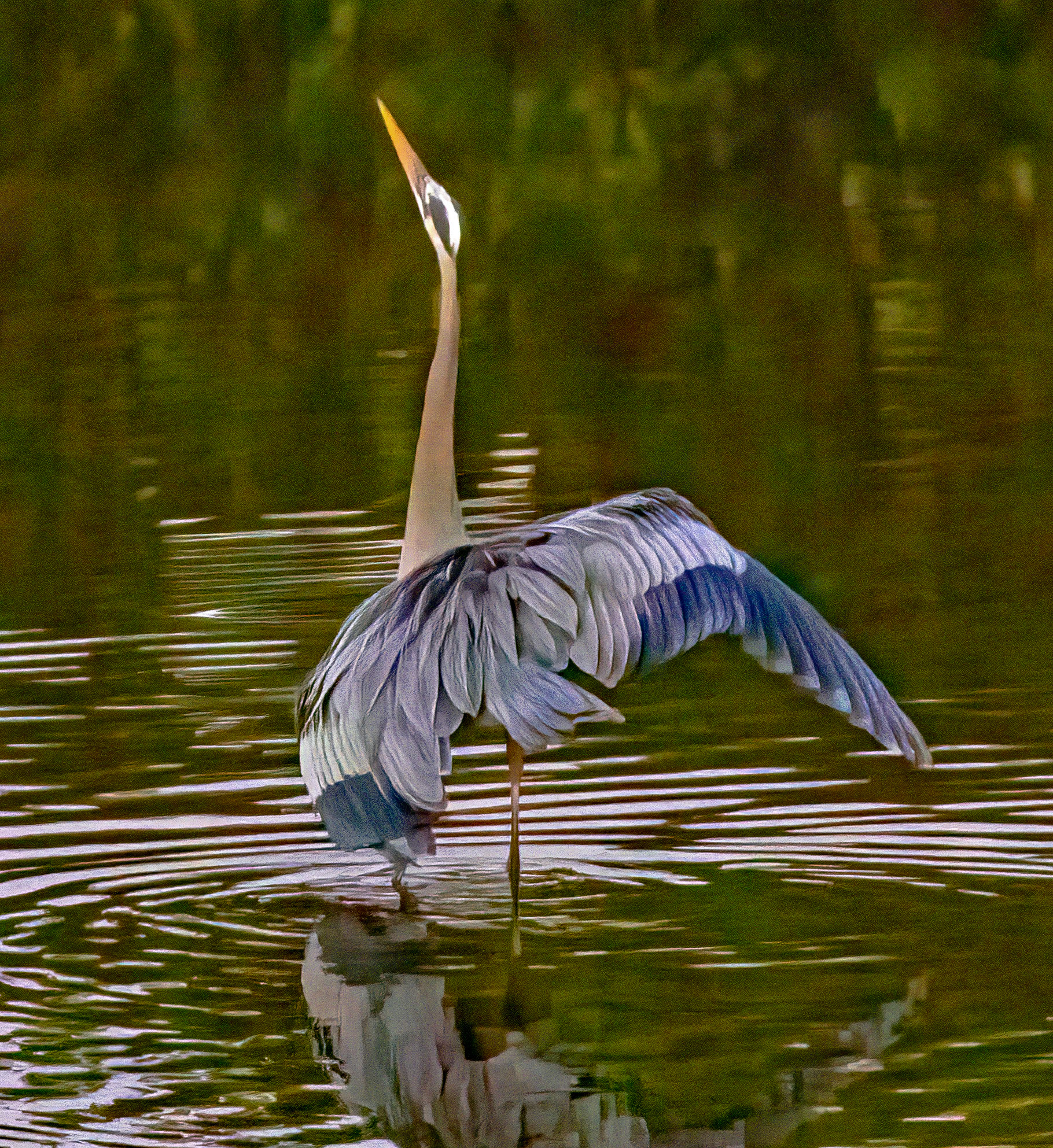 Great Blue Heron courtship dance