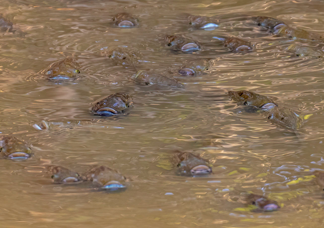 Lack of oxygenic the water leads to suffocation