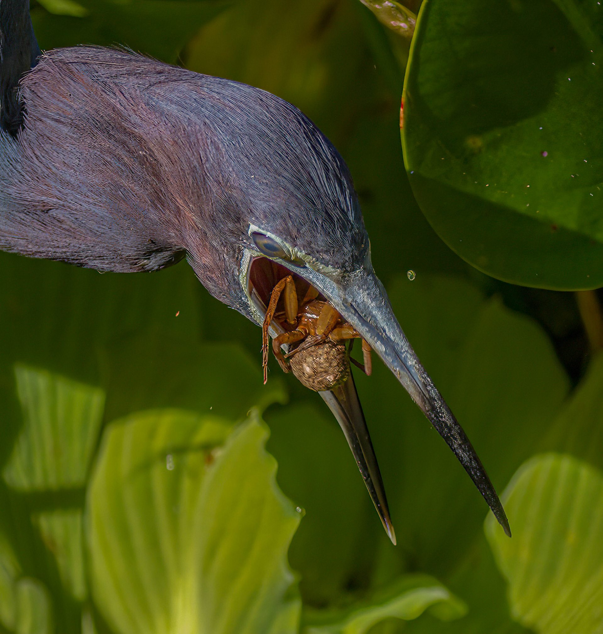 Little Blue Heron