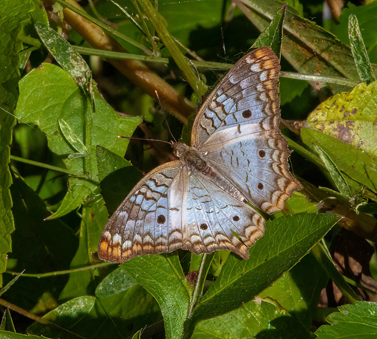 White Peacock