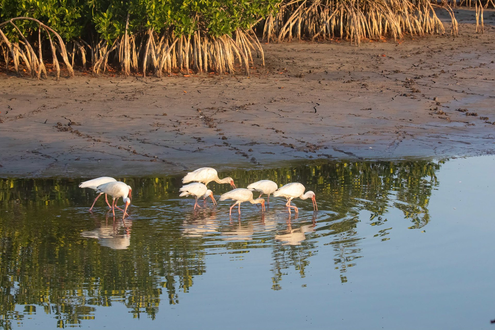 White Ibis continue to feed as long as possible