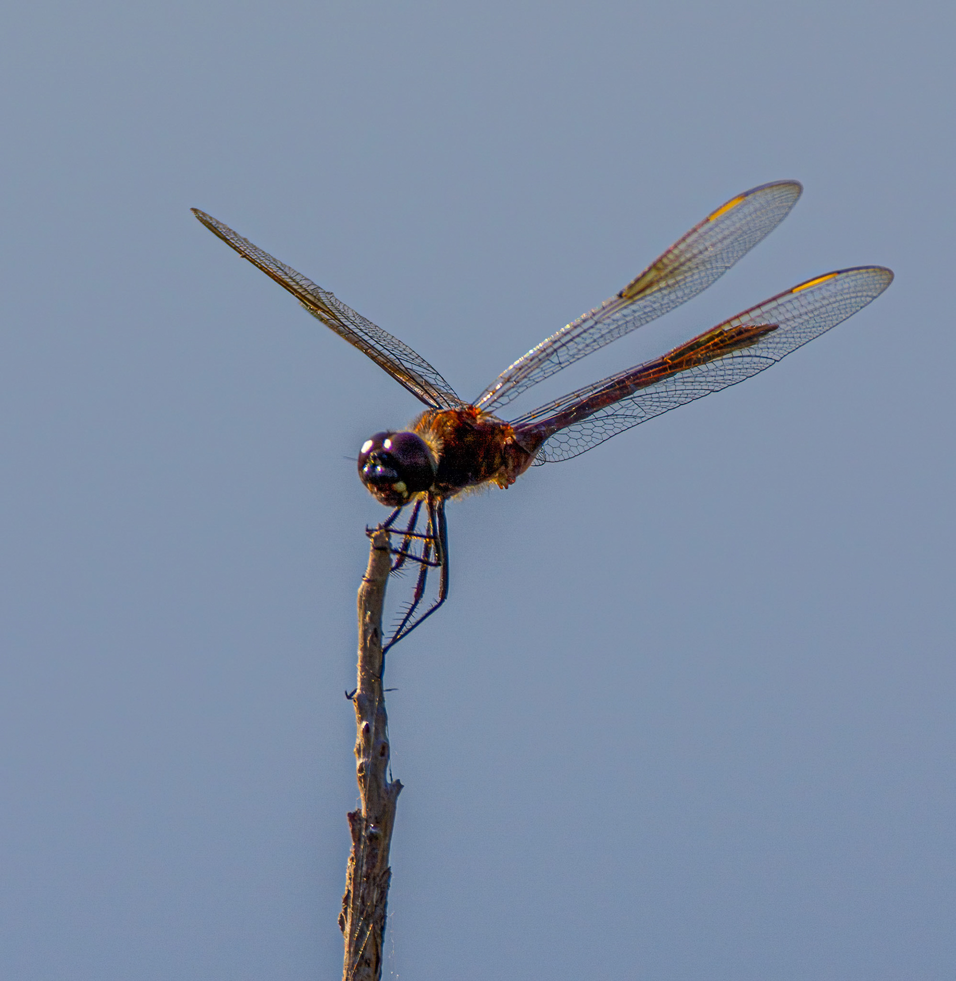 Orange Meadowhawk Dragonfly