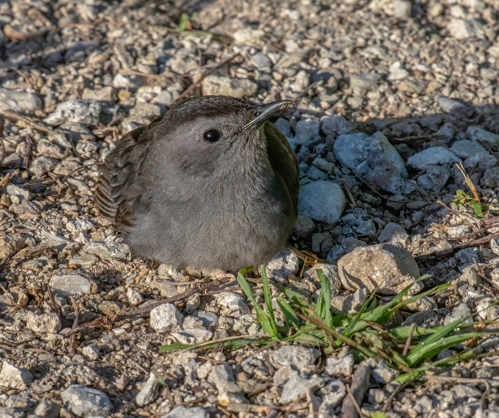 Mocking Bird - Immature