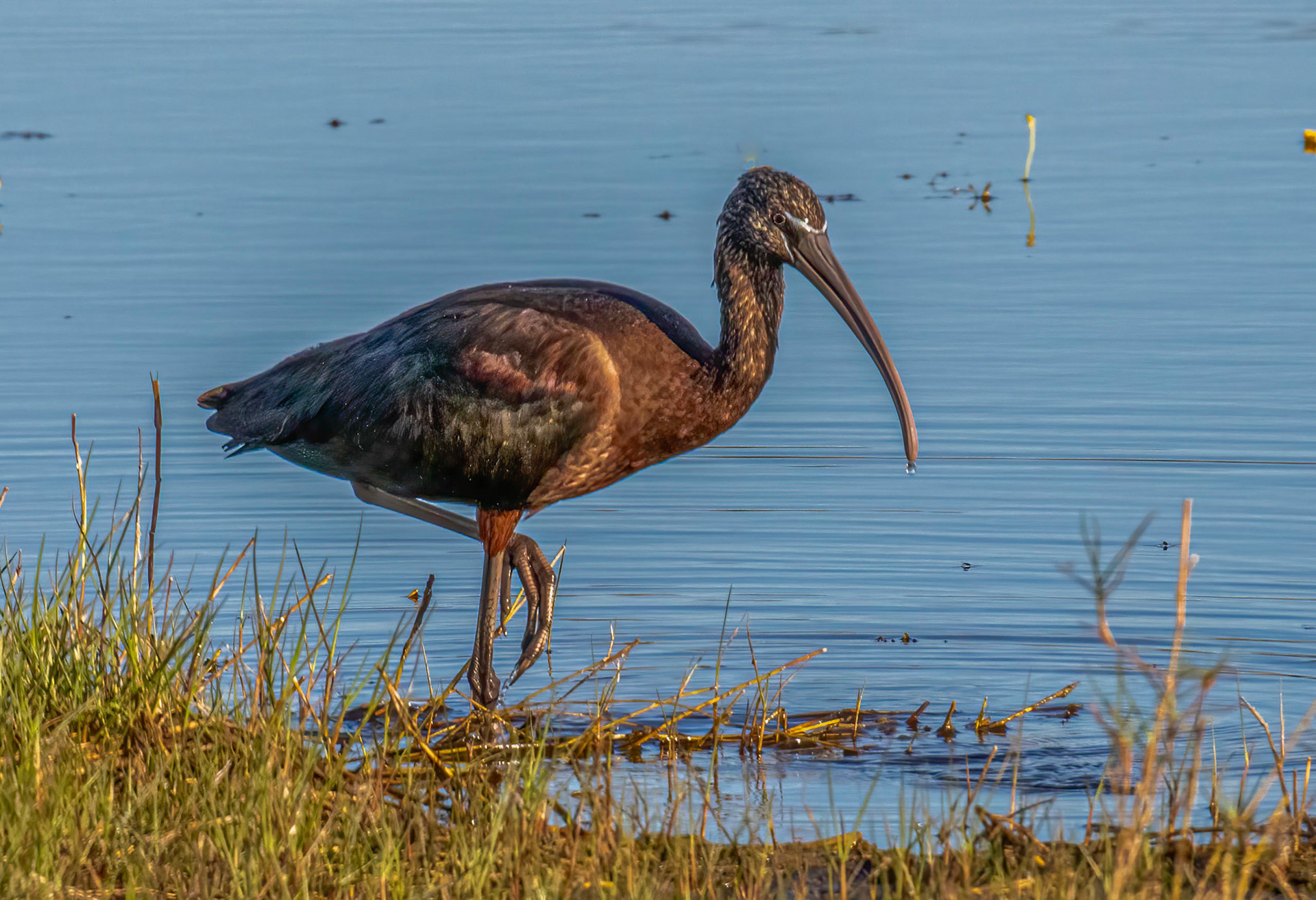 Glossy Ibis are able to forage both by sight and touch