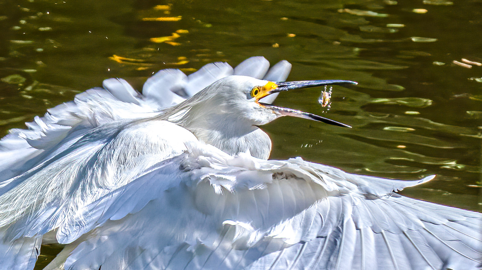 Snowy Egret - Feeding Sequence