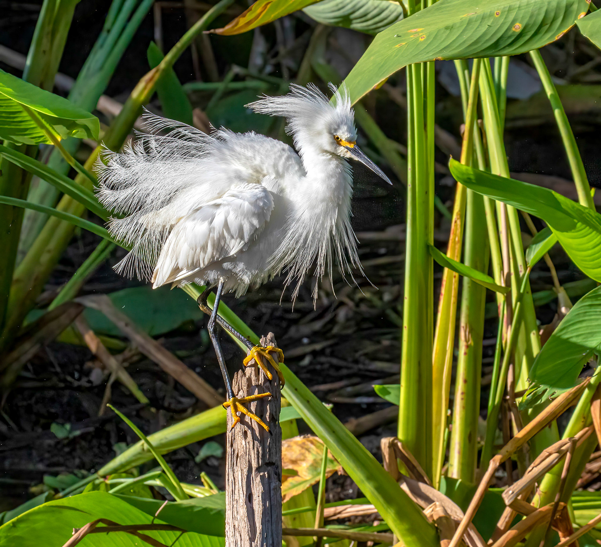 Snowy Egret