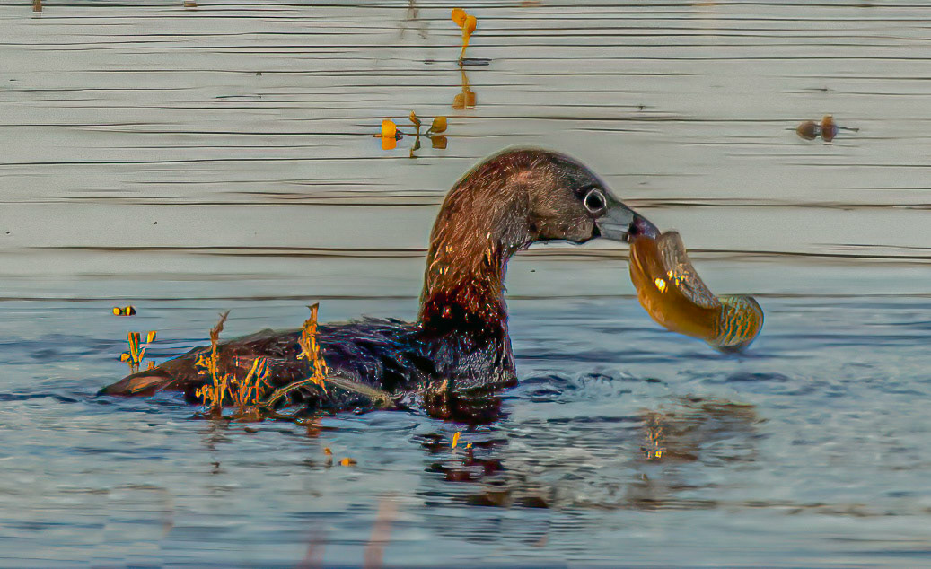 Pied-billed Grebe