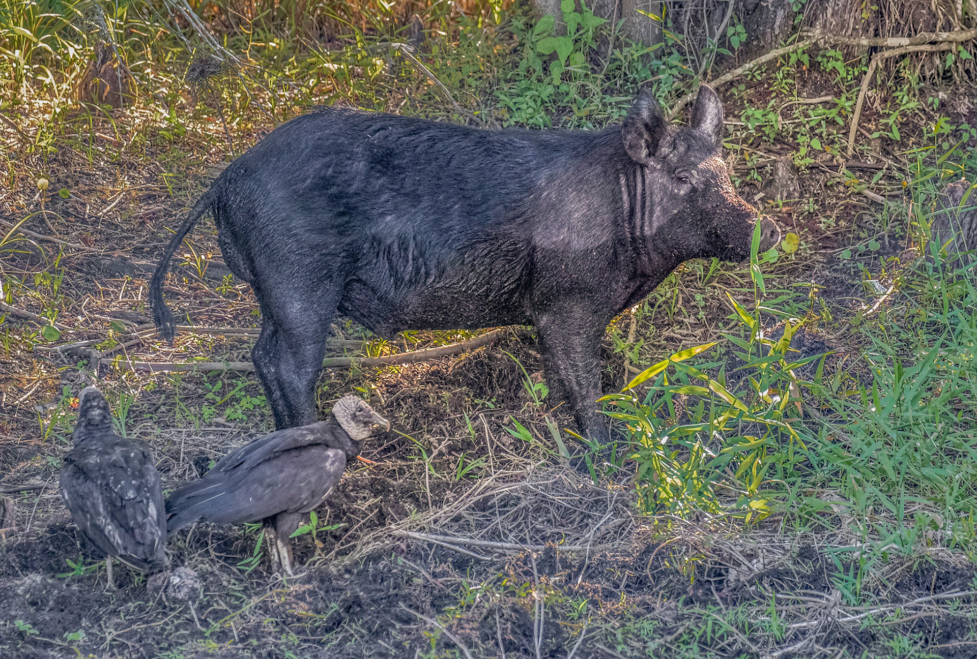 Feral (Wild) Hog & Black Vultures