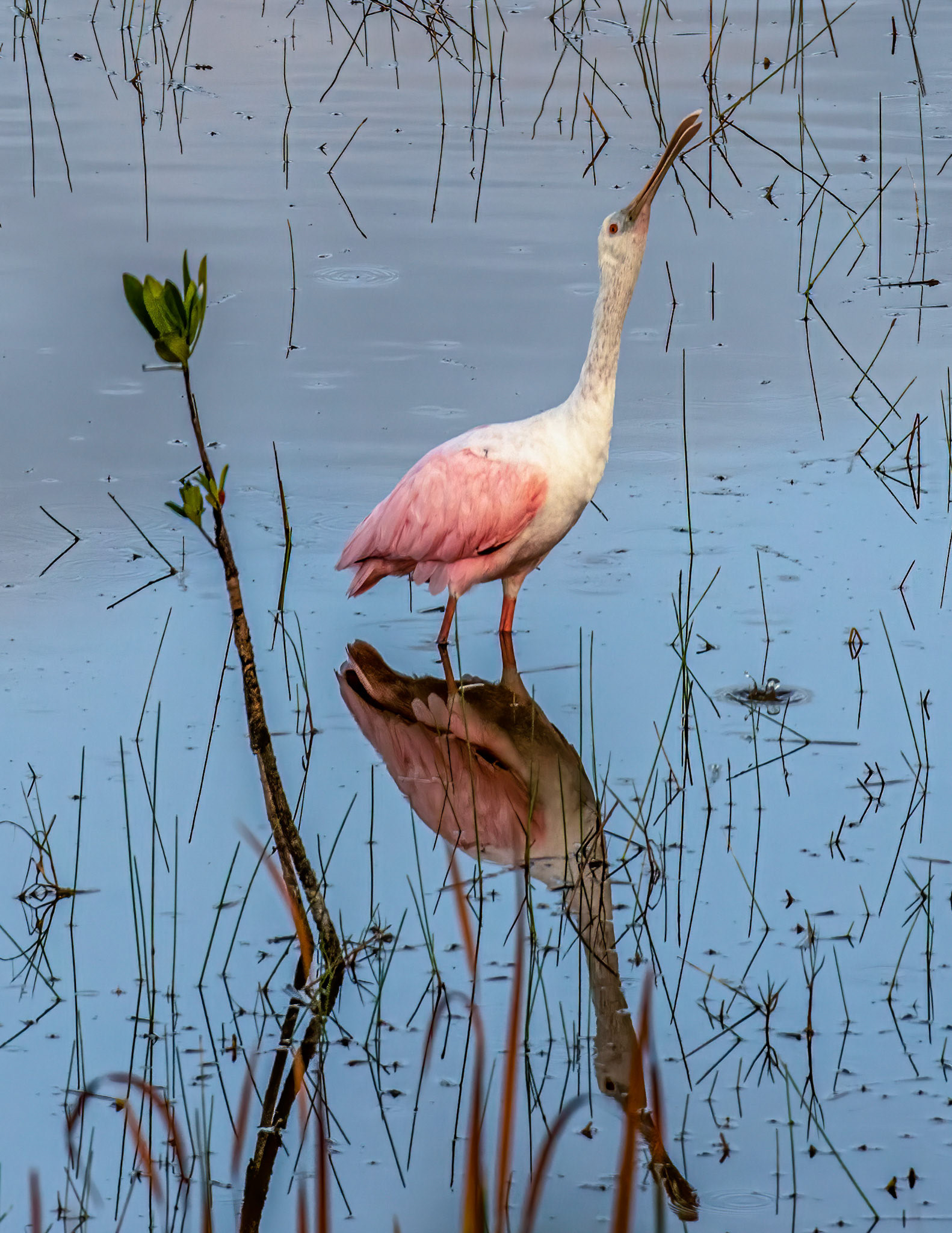 Skygazing posture as spoonbills fly above