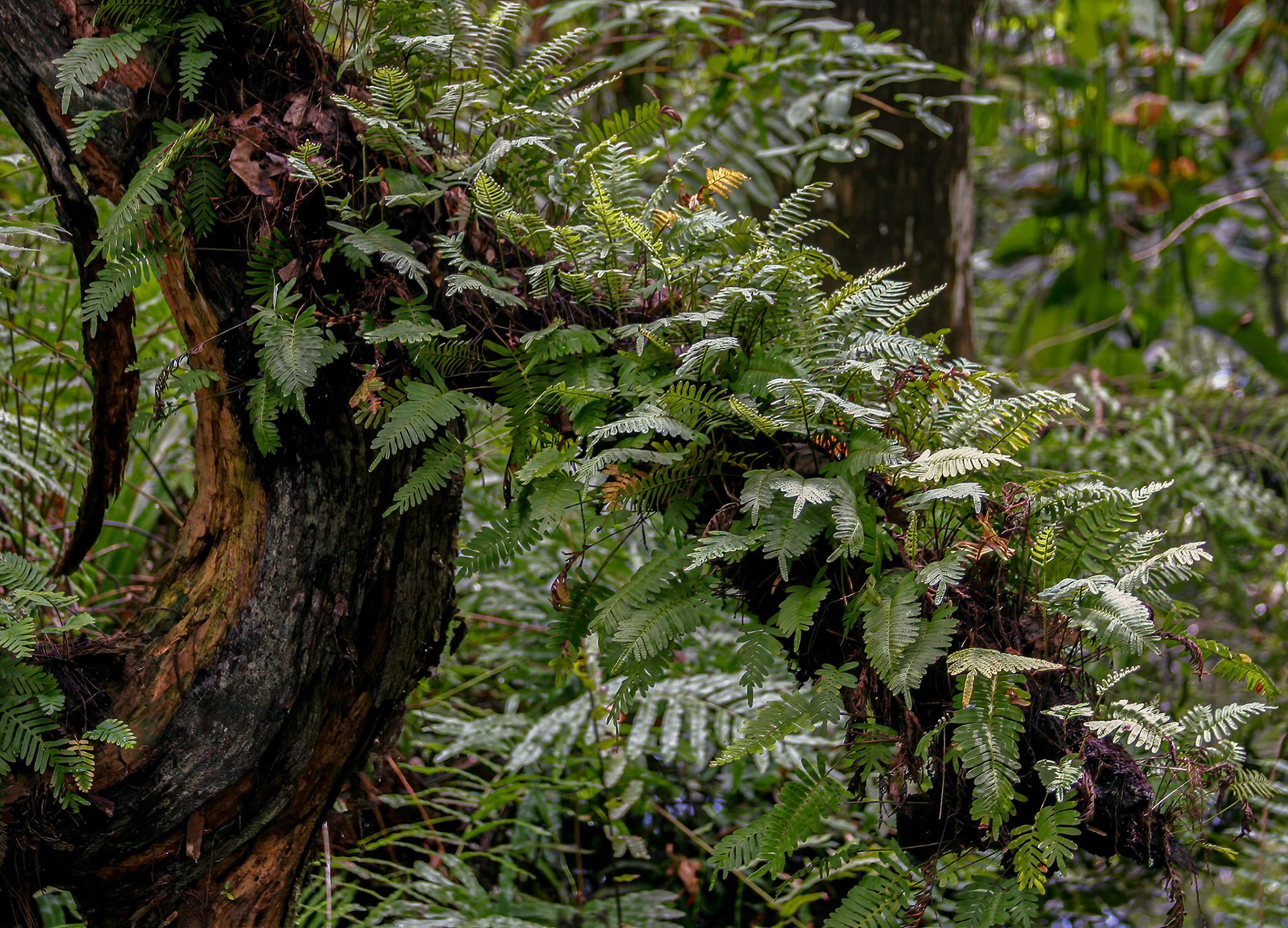 Resurrection Ferns are actually an epiphyte (air plant) taking nutrients & moisture from the air