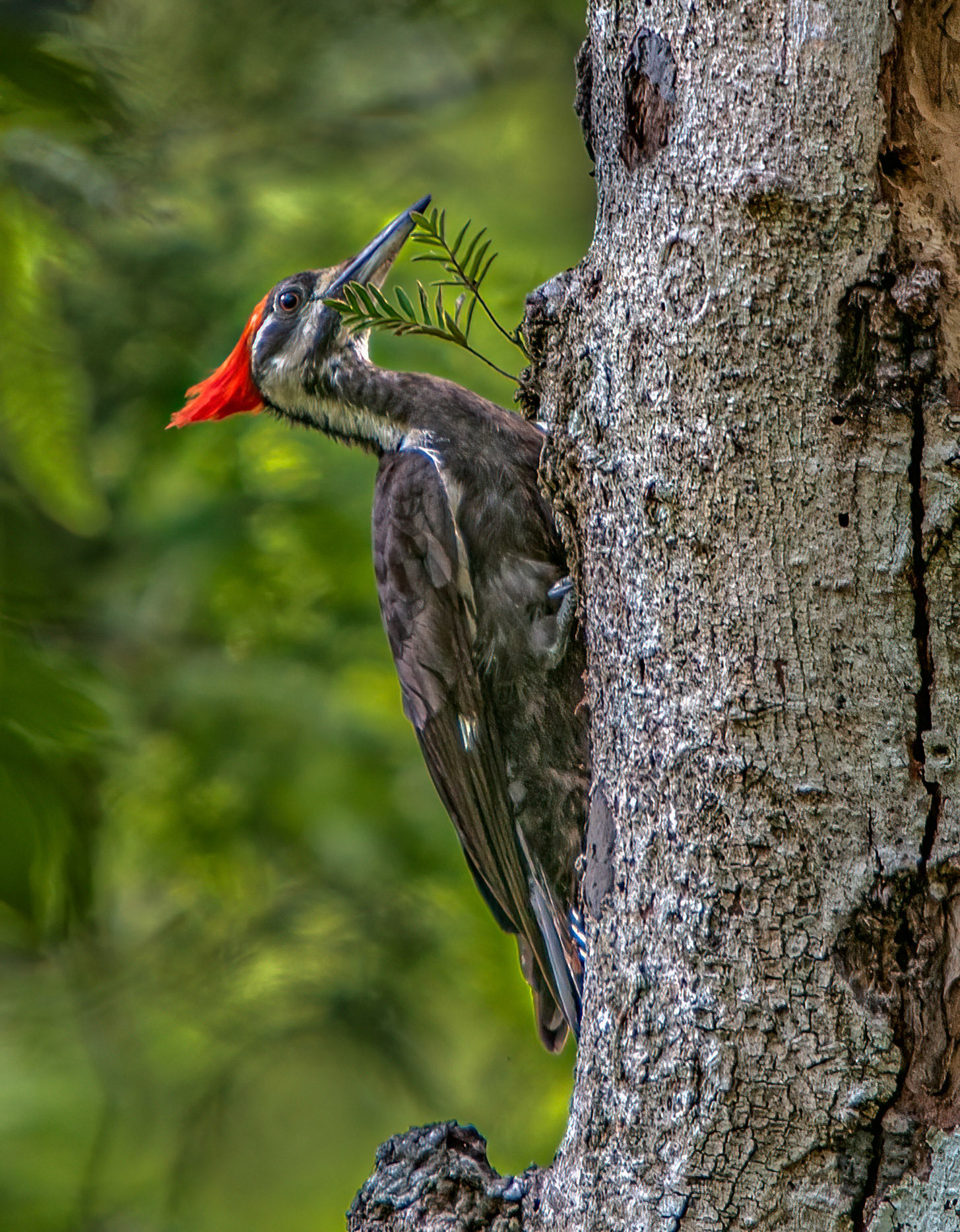 Pileated Woodpecker