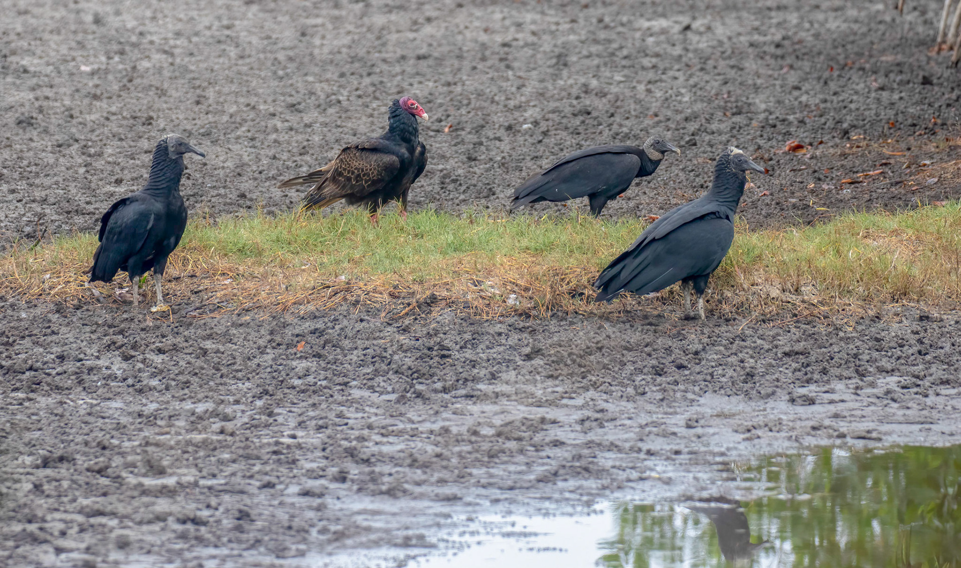 Black and Red Vulture take advantage of easy pickings