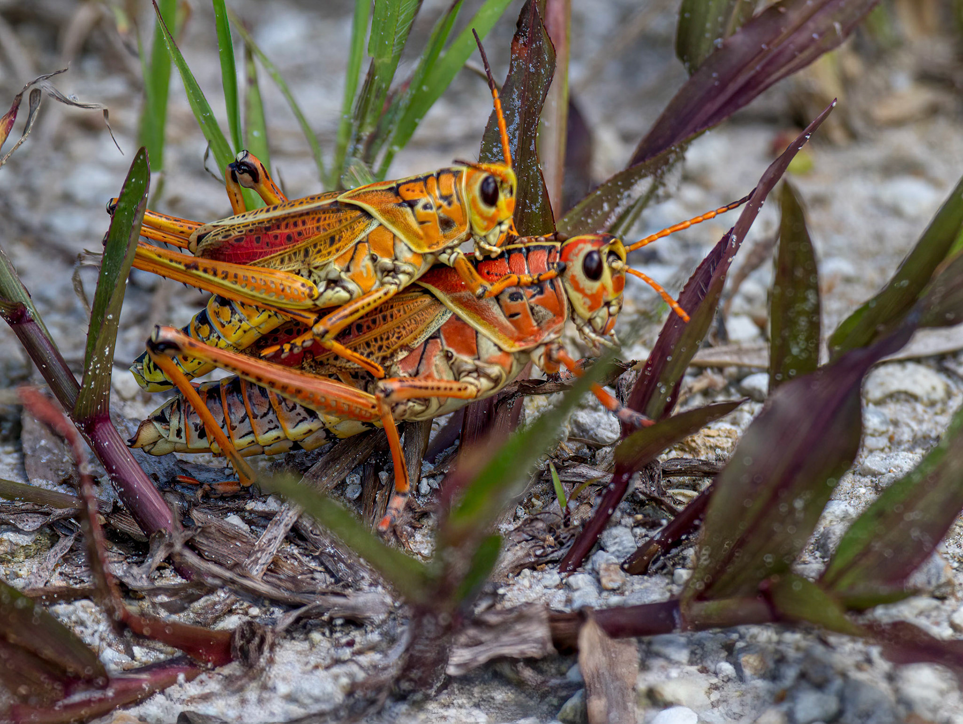 Male & Female Lubber Grasshoppers