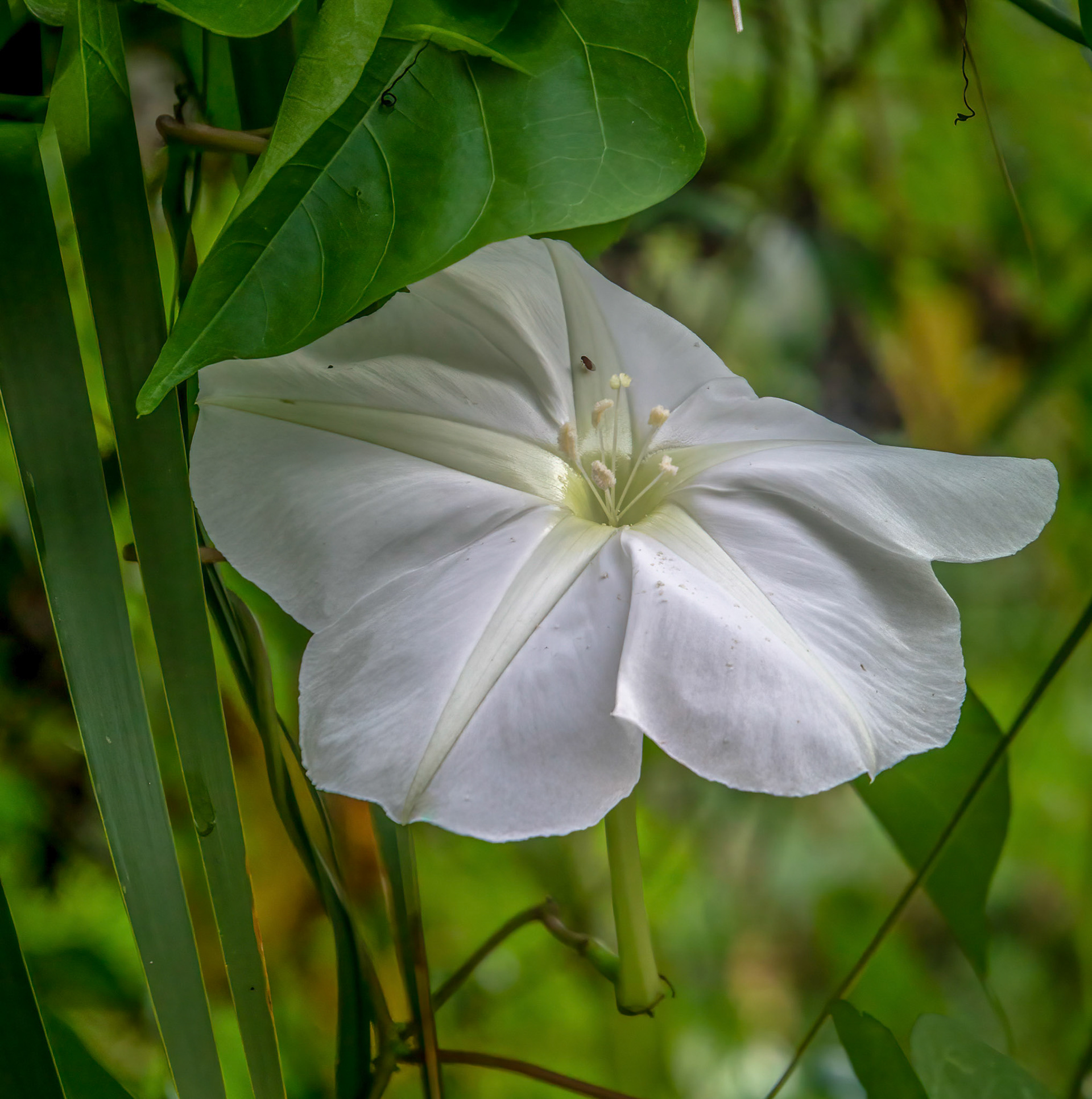 Moon Flower