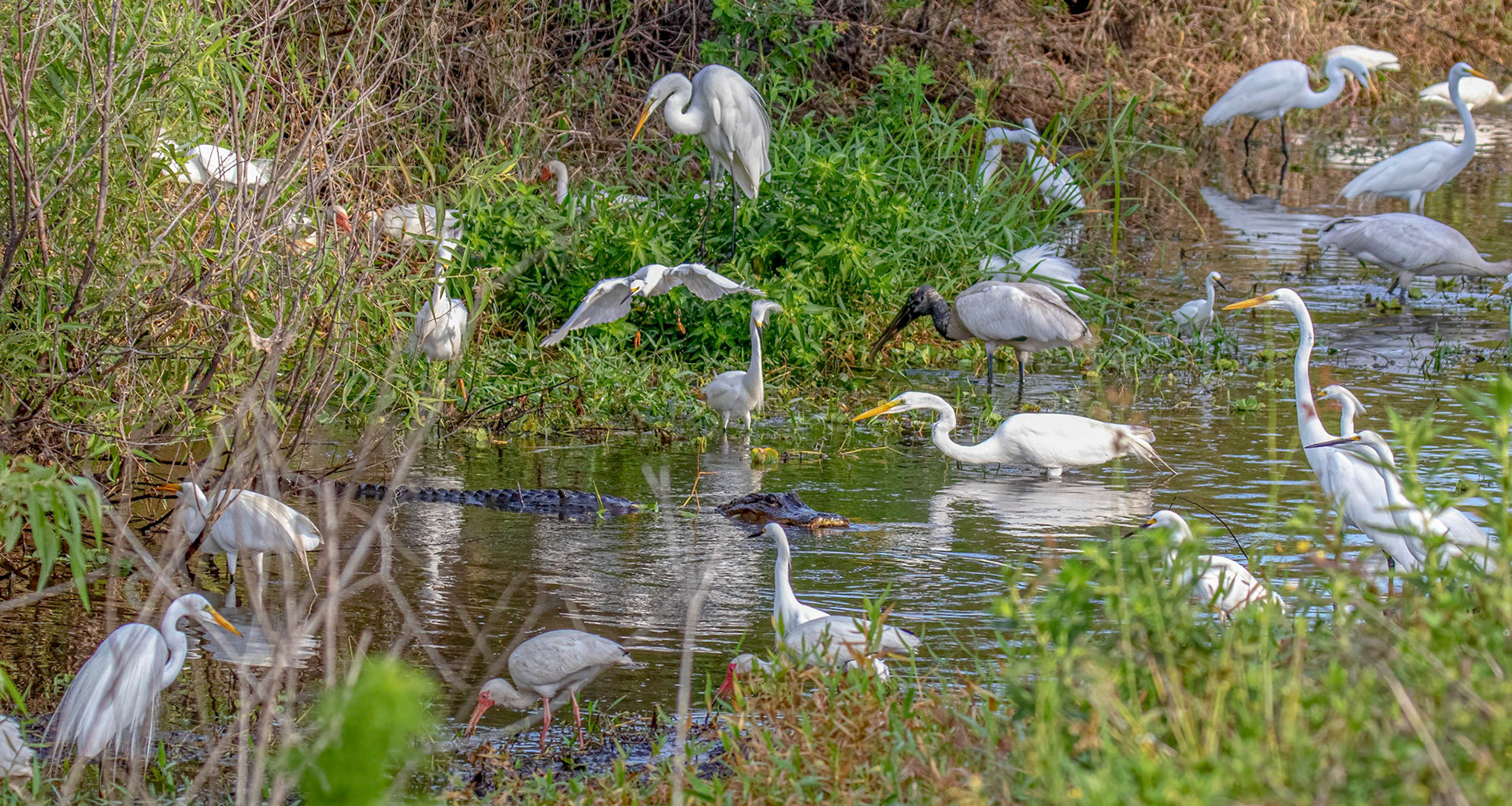 Feeding frenzy begins as water levels drop