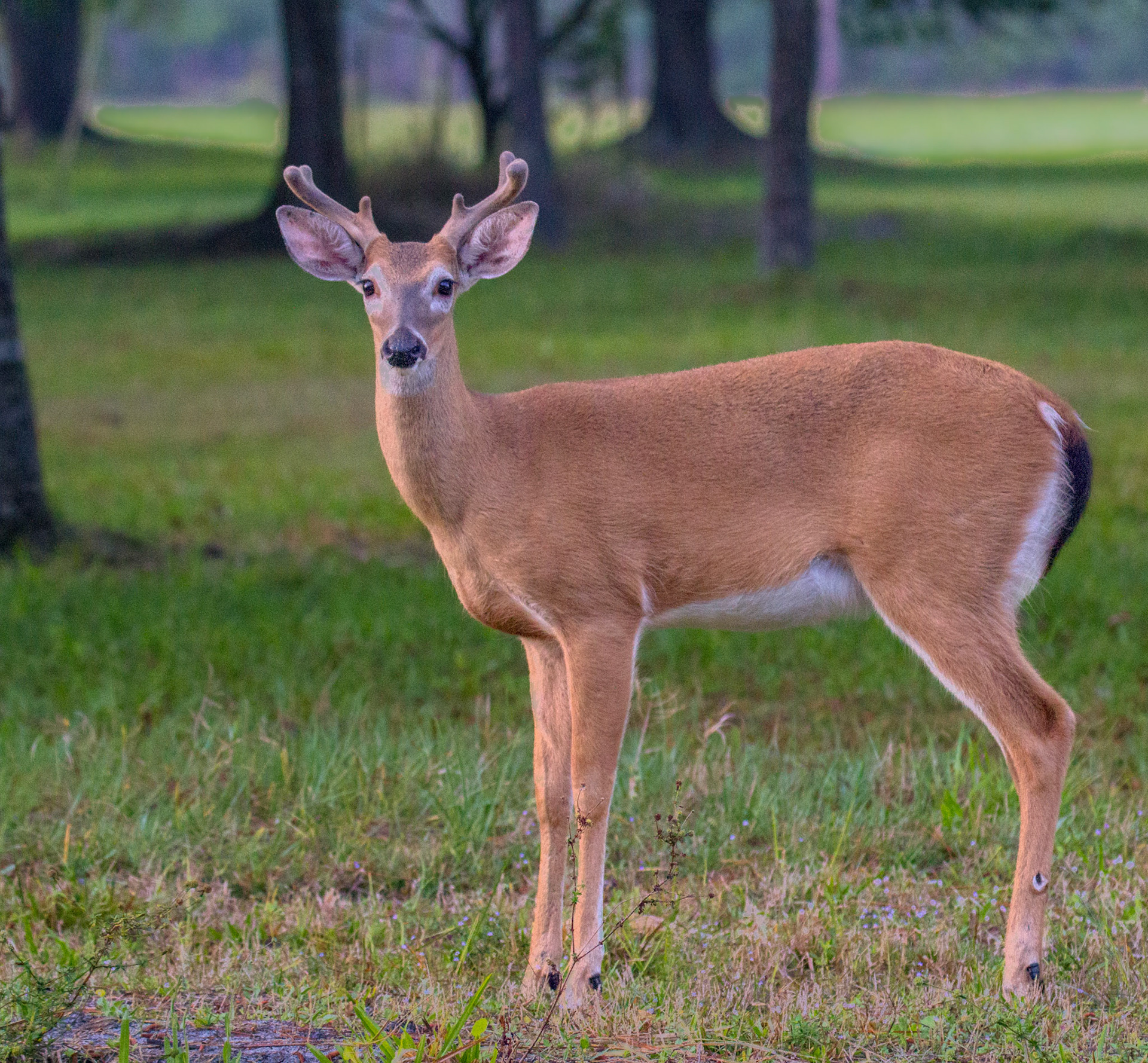 White-tailed Deer - young buck