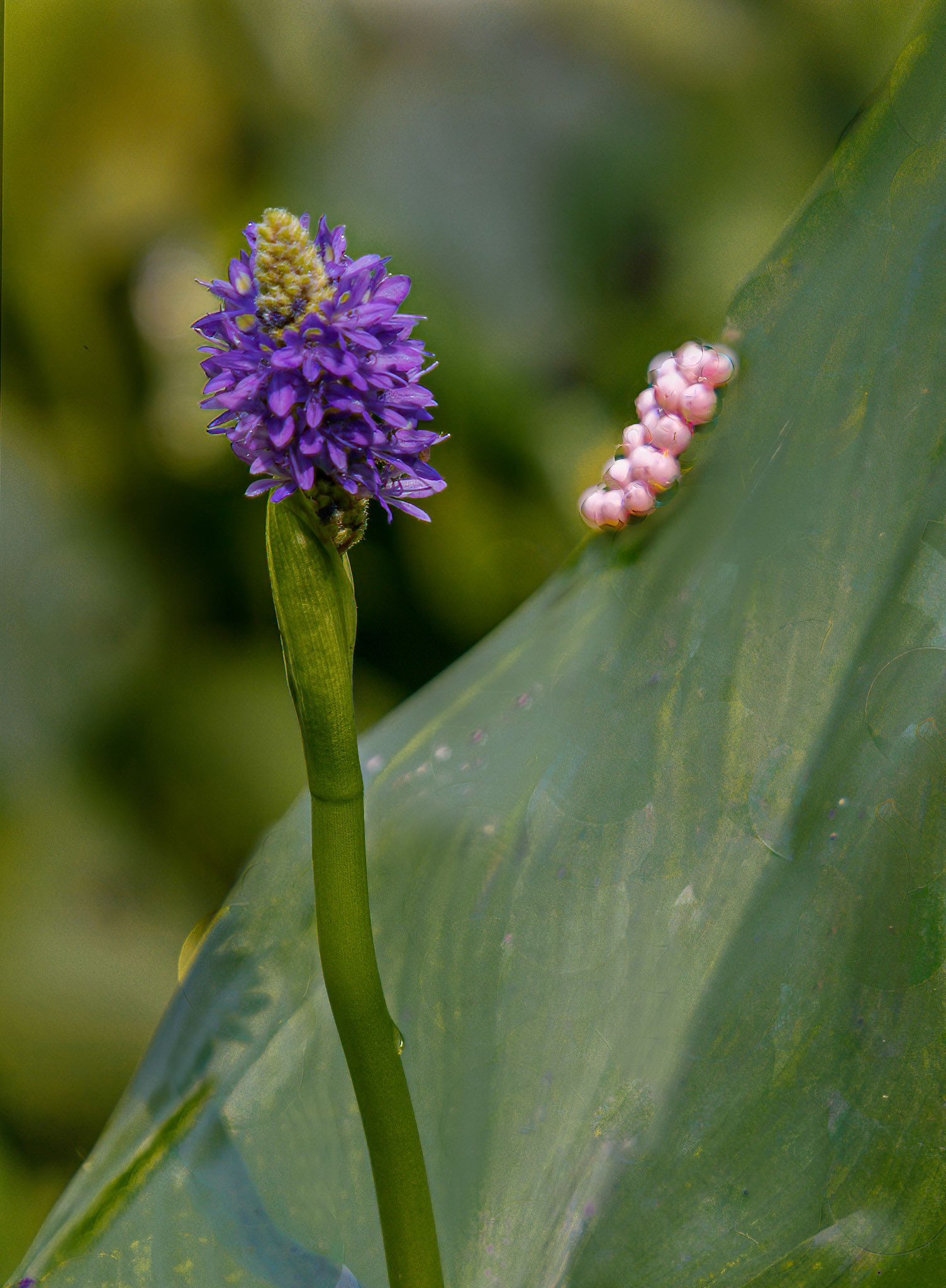 Pickerelweed & Apple Snail Eggs