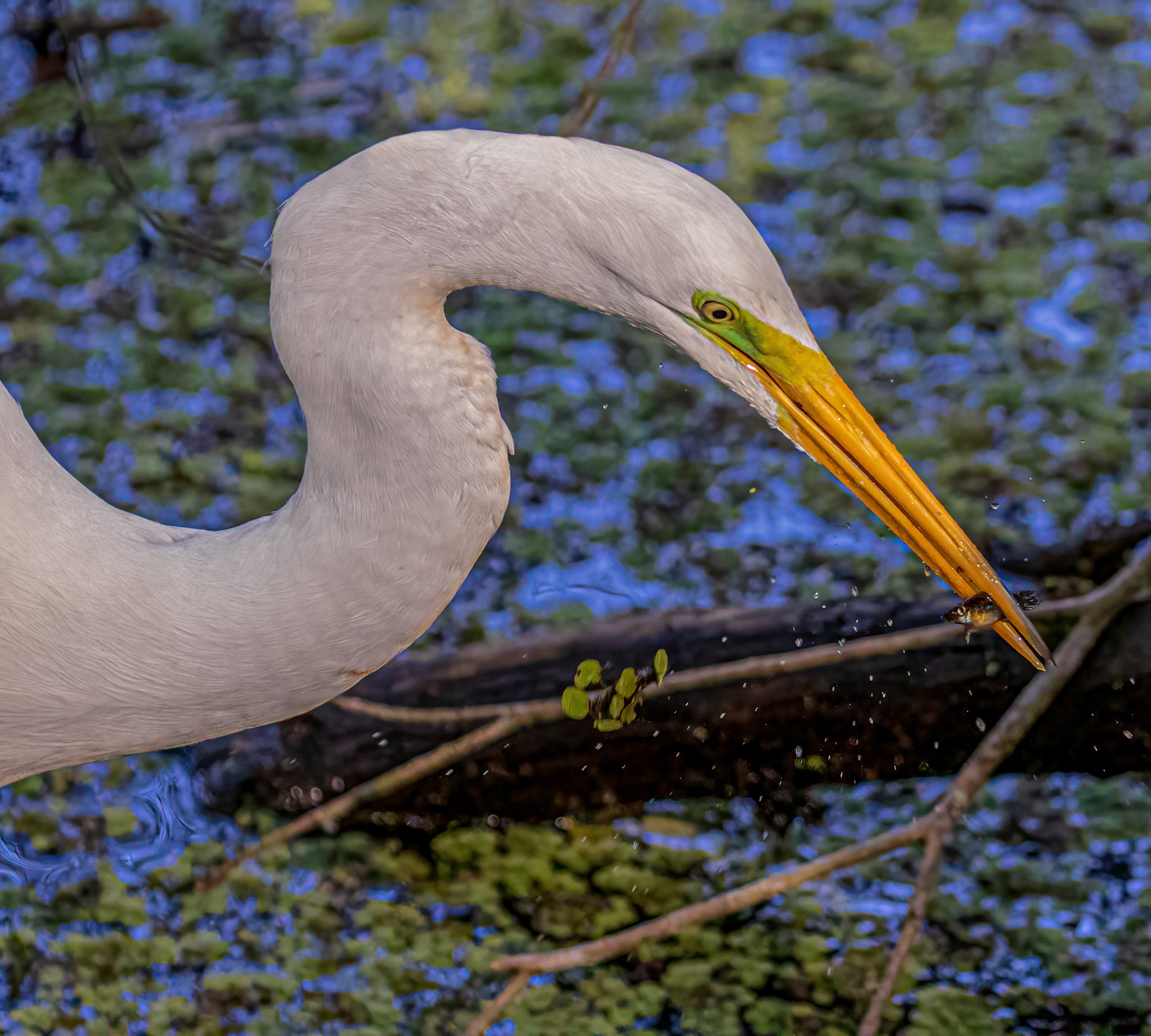 Great Egret