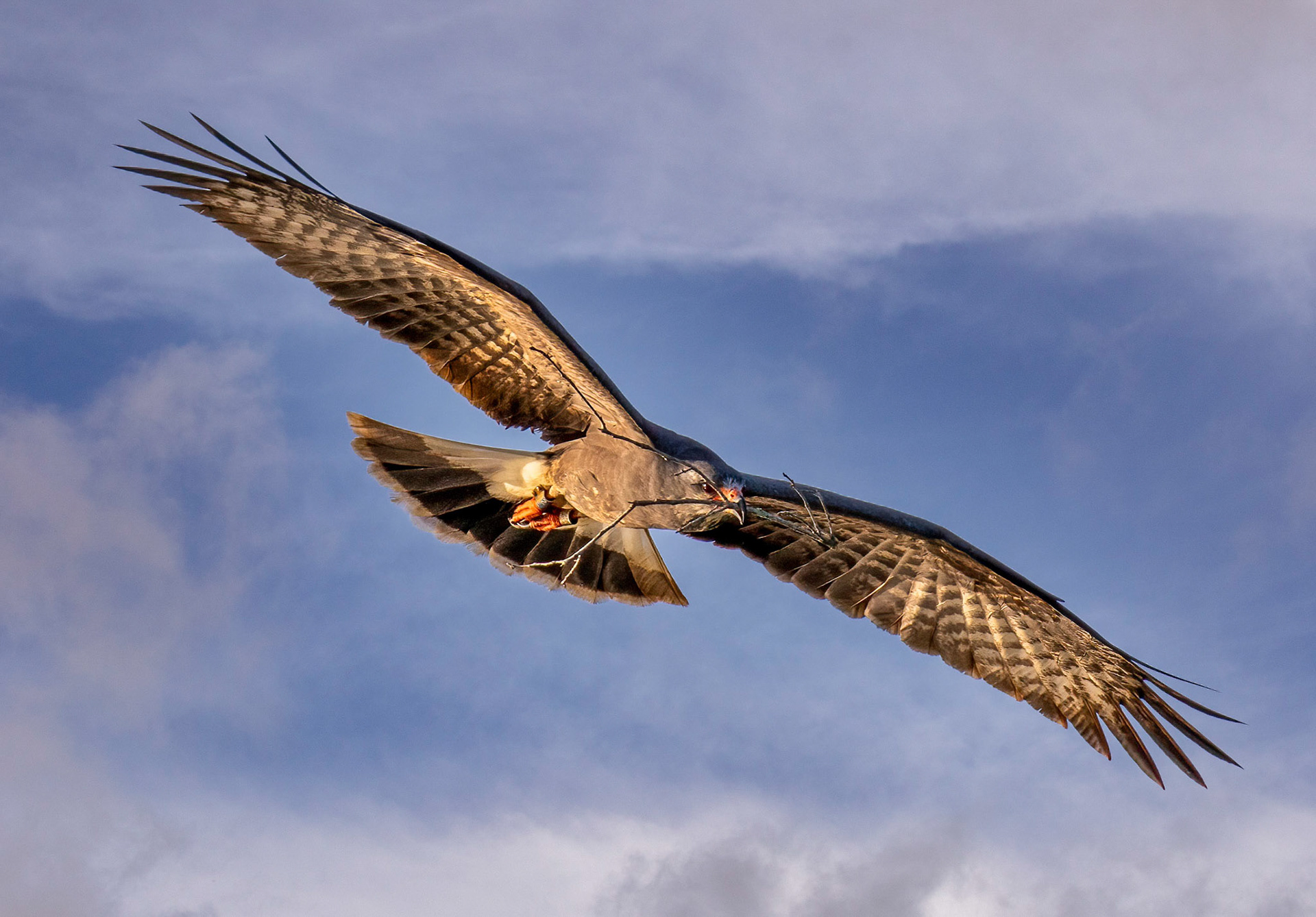 Nest Building