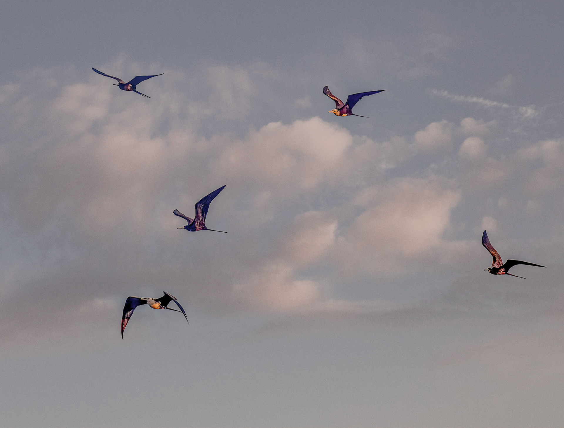 Magnificent Frigate-bird - Male & Female with White head