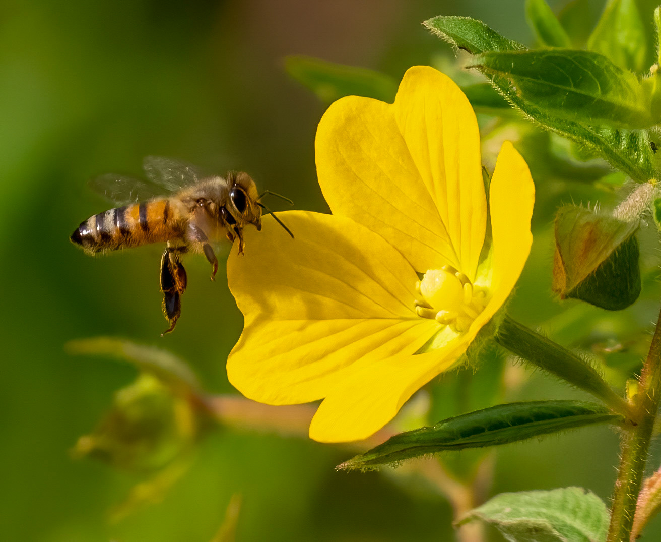 Honeybee on Primrose Willow