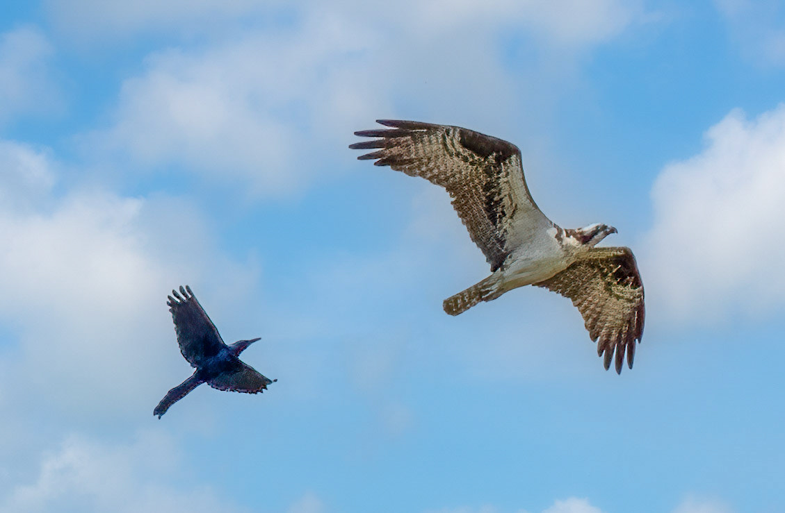 Boat-tailed Grackle defending their territory