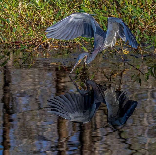 Tricolored Heron