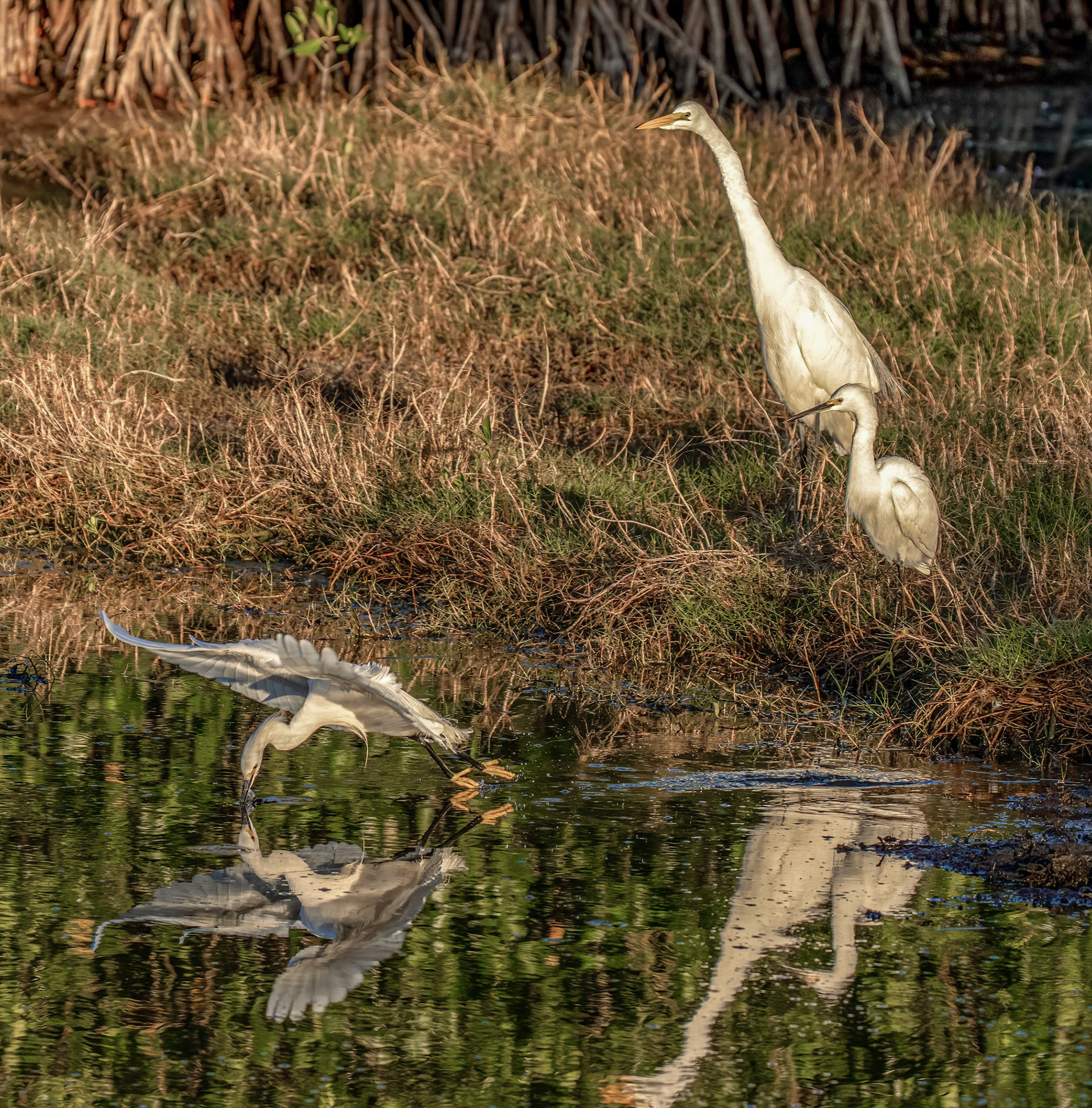 Great Egret & Snowy Egrets