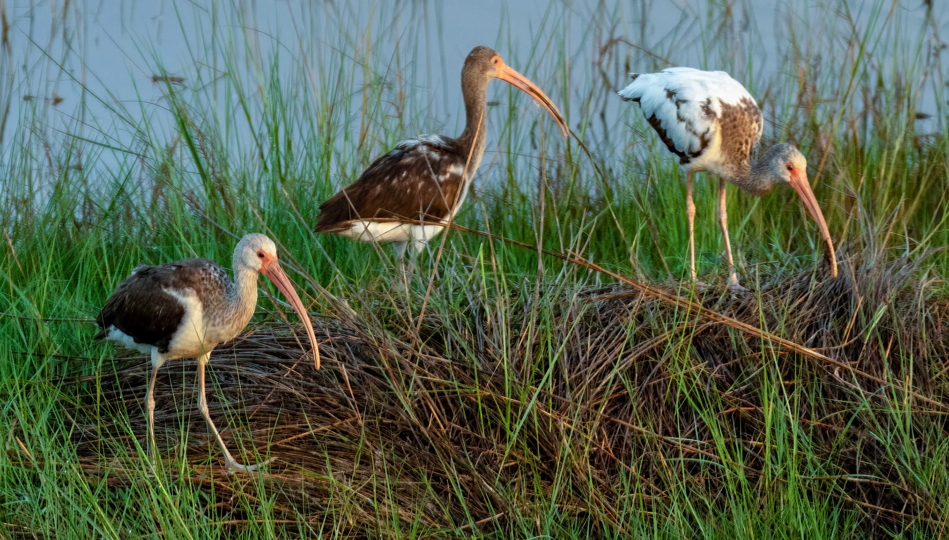 Immature White  Ibis