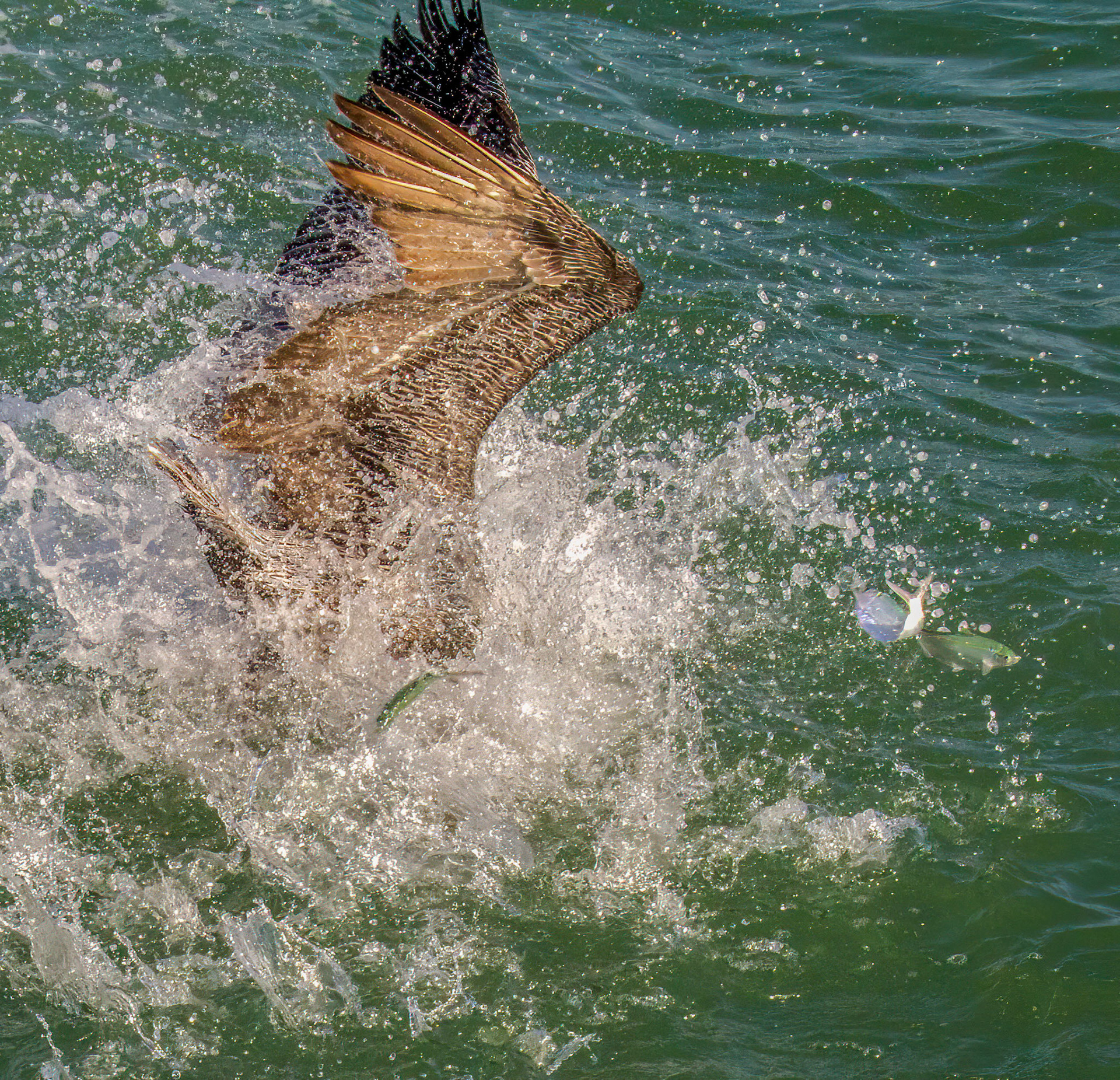 Notice the scattering fish