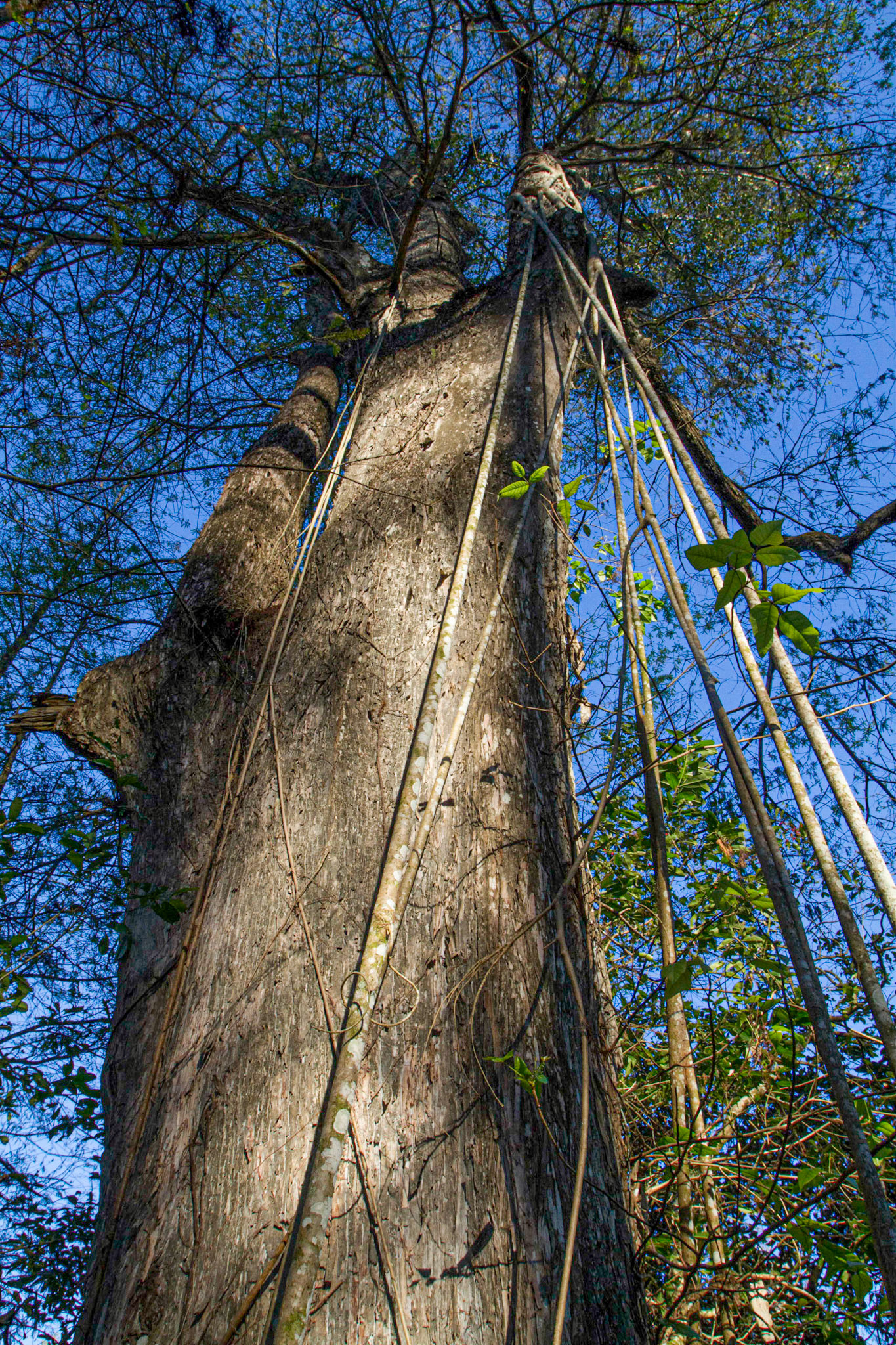 Strangling Figs originate as an air plant gradually sending roots to the ground