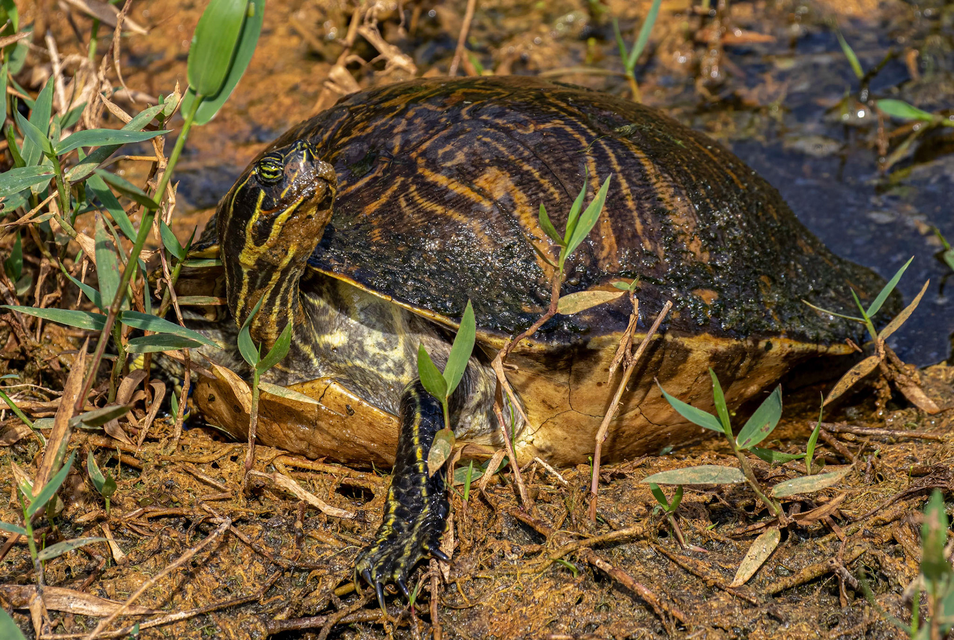Eastern River Cooter