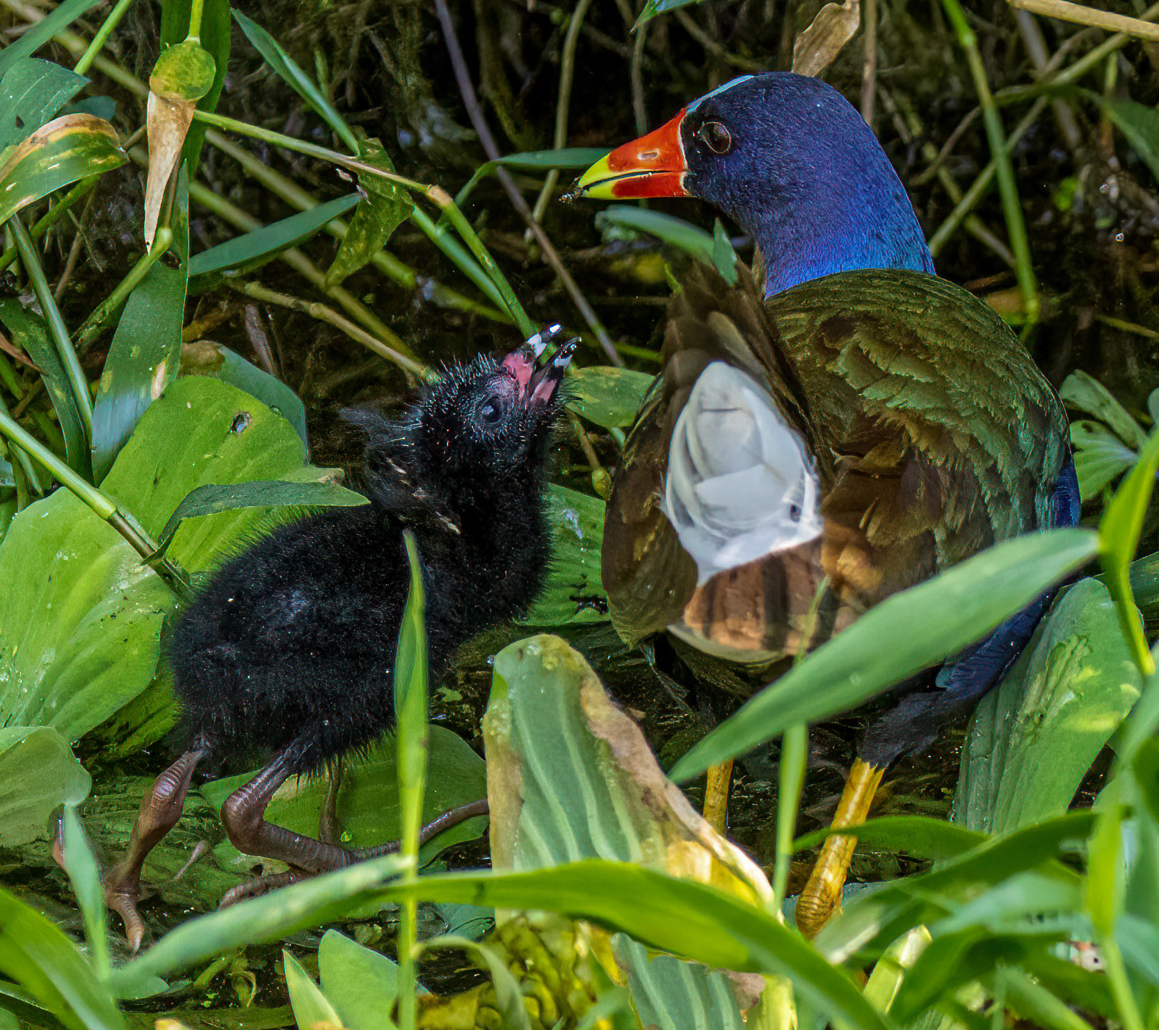 Purple Gallinule with feeding chick