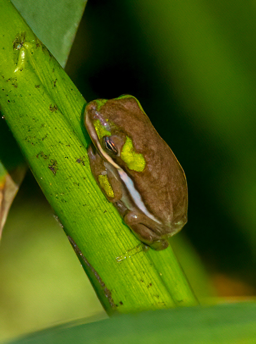 Green Treefrog