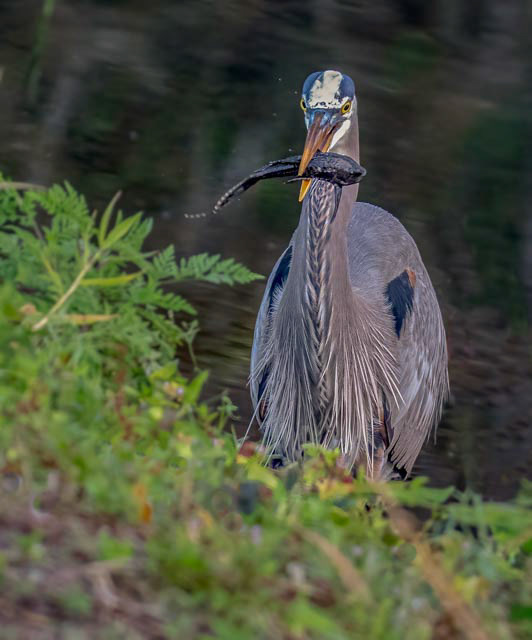 Great Blue Heron