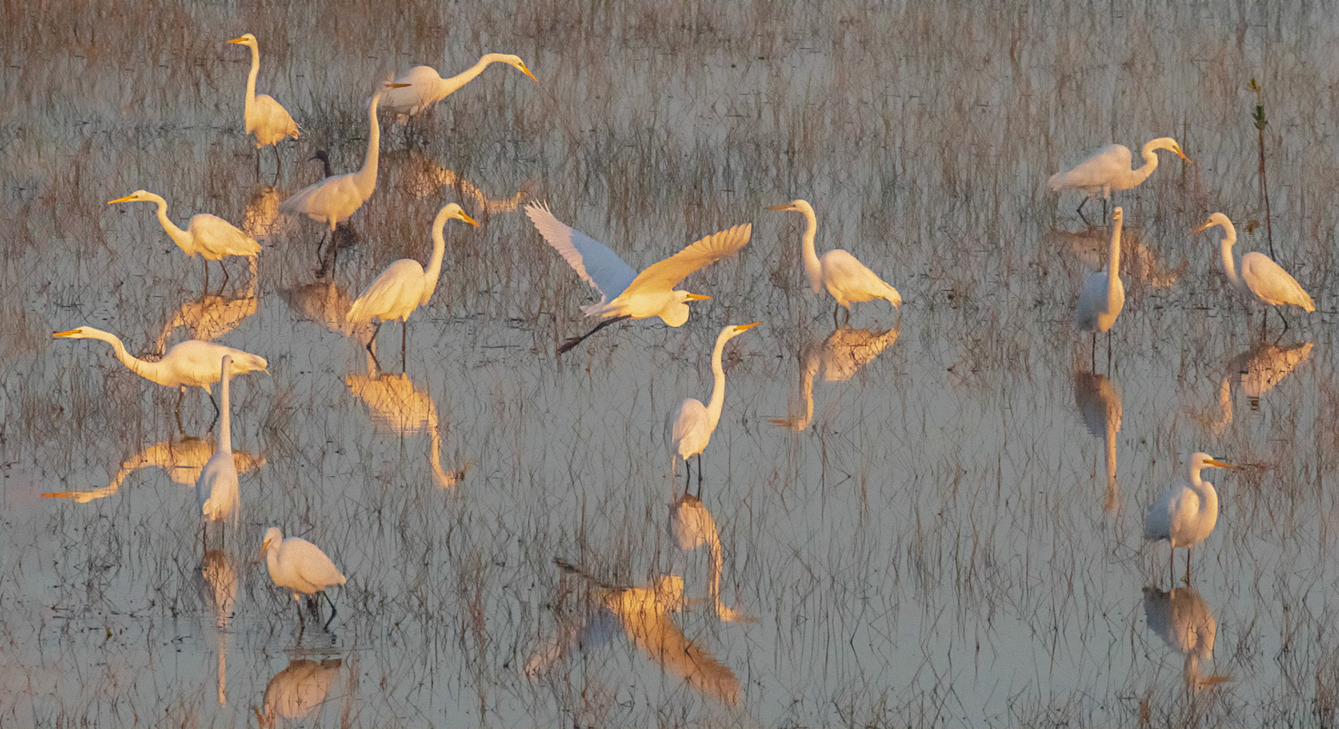 Great Egrets