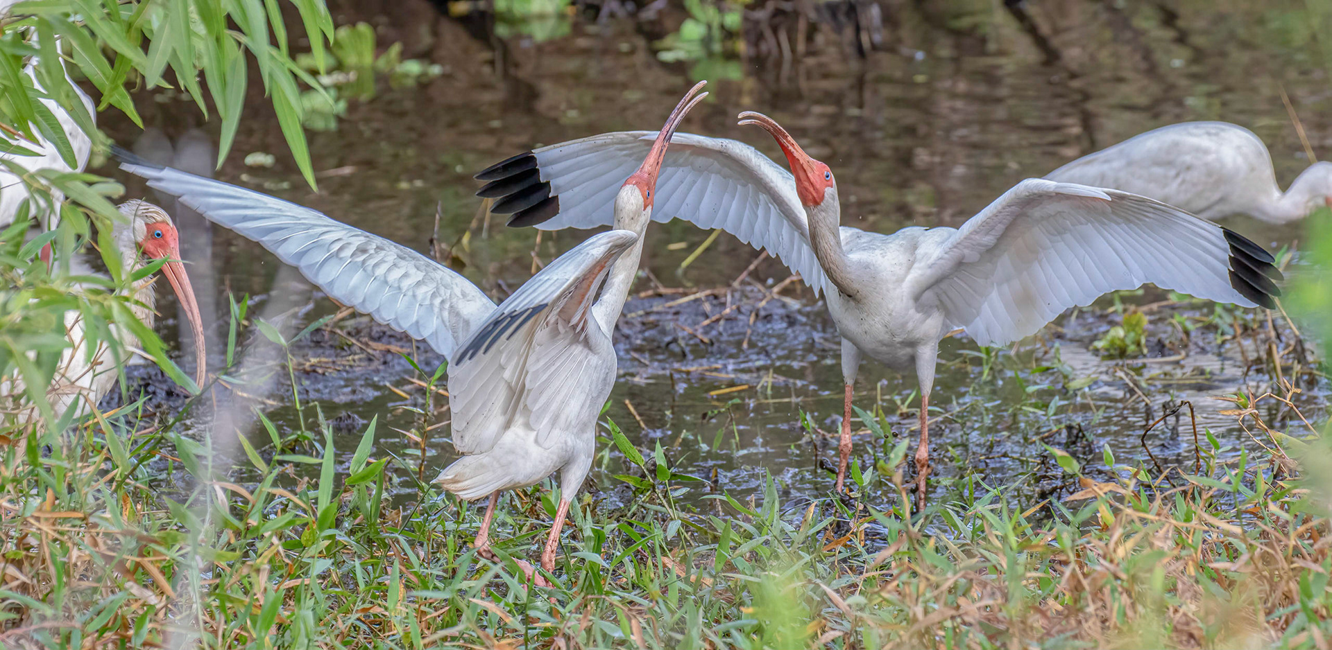 Lowering water levels generate conflict in teaming pools of fish - sequence
