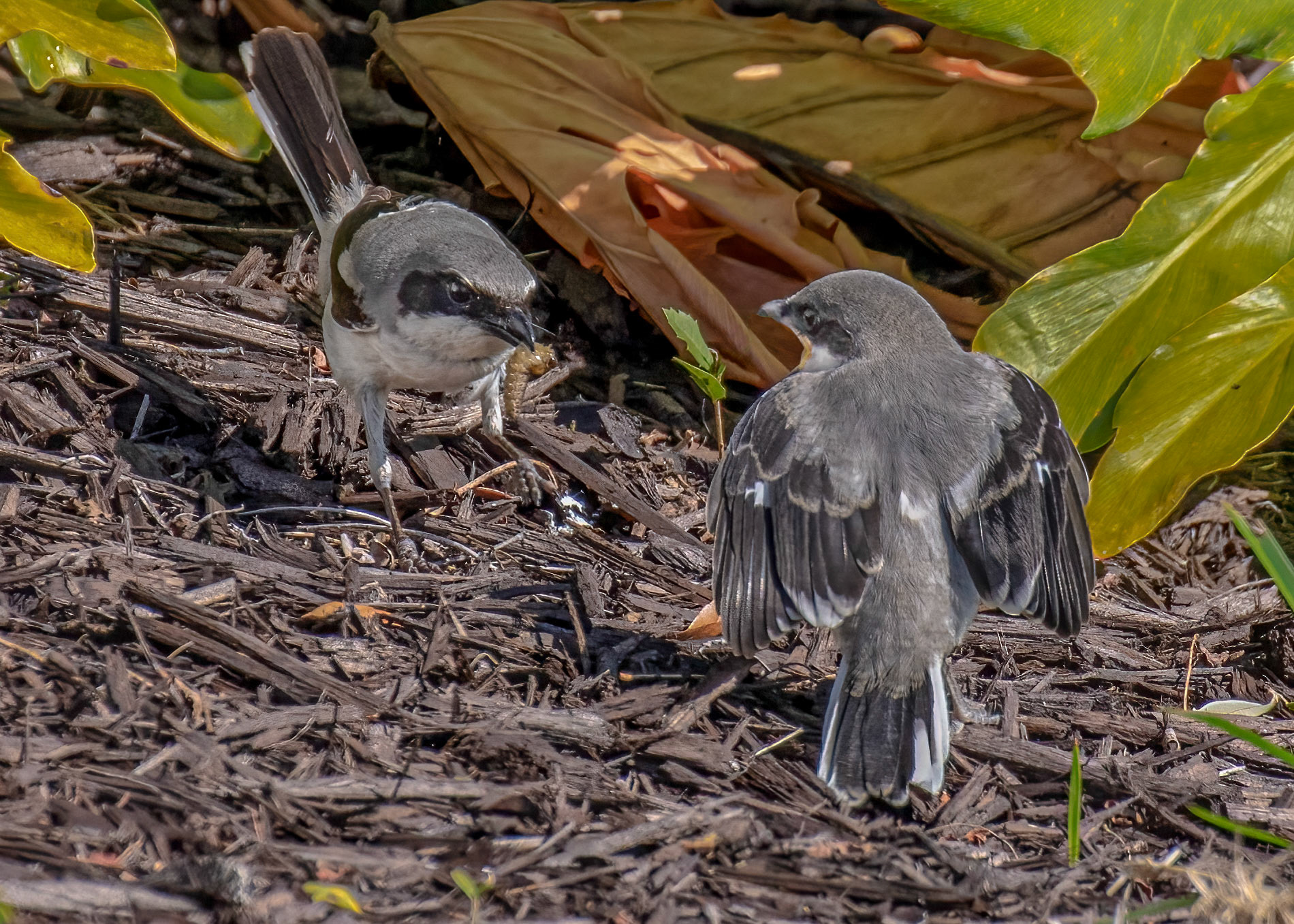 Northern Shrike - Female & Immature