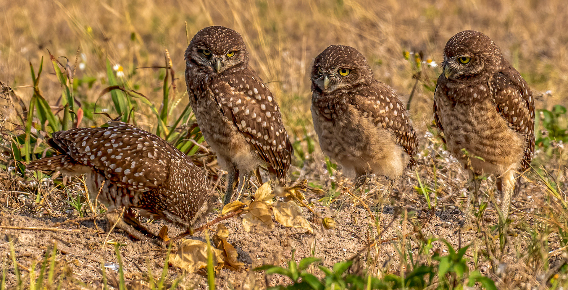 Burrowing Owl Owlets