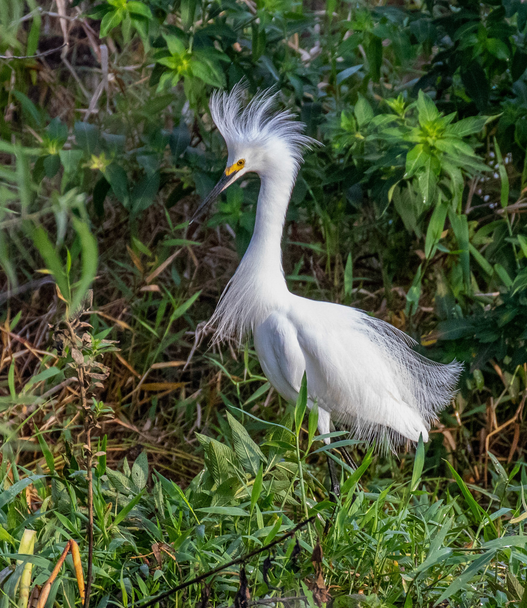 Snowy Egret