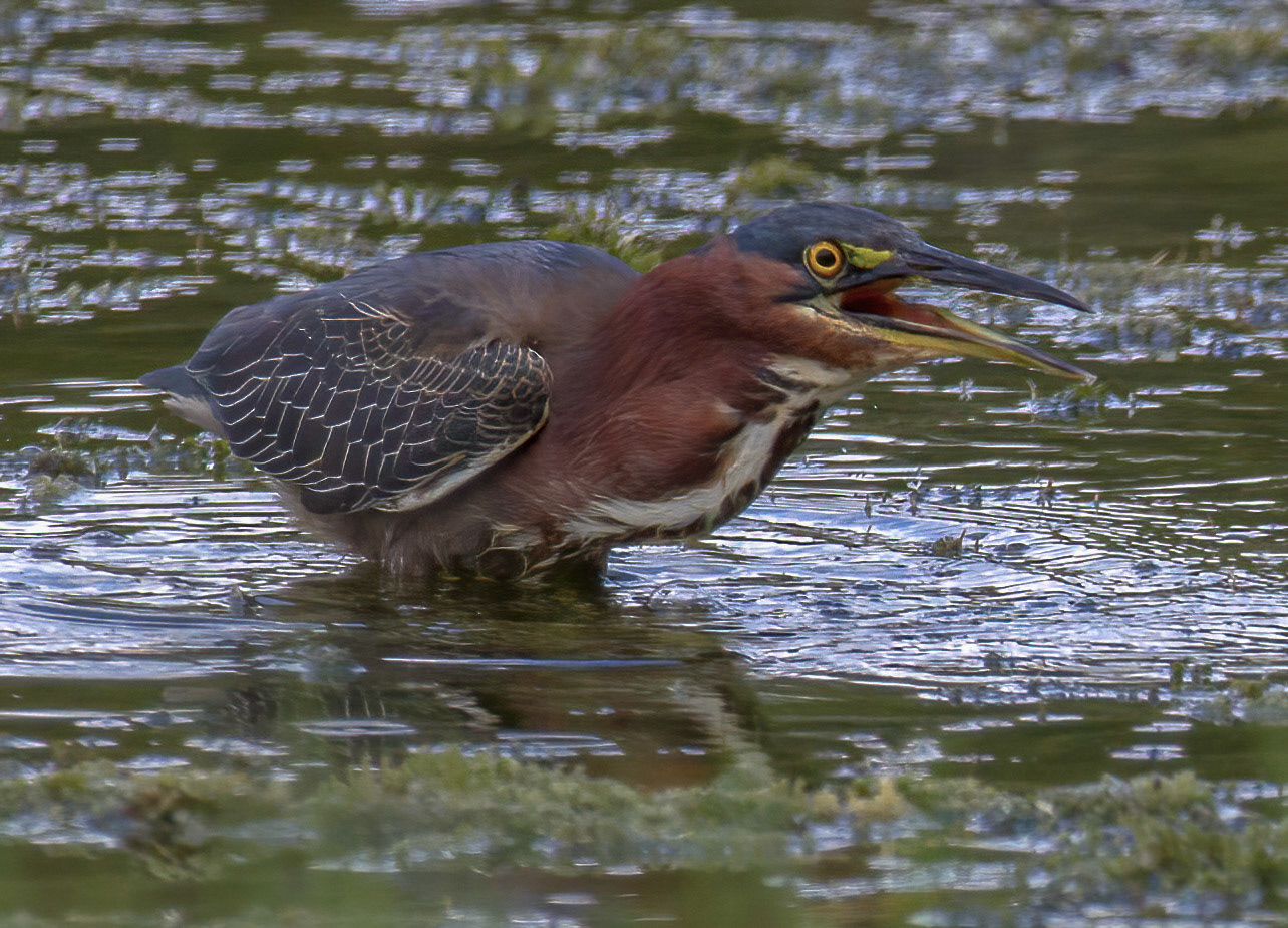 Green Heron